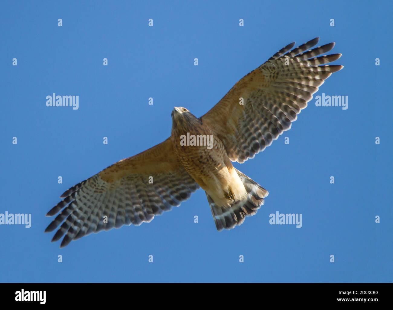 Un falco a spalla rossa che si eleva in un cielo blu luminoso al sole del tardo pomeriggio. Foto Stock