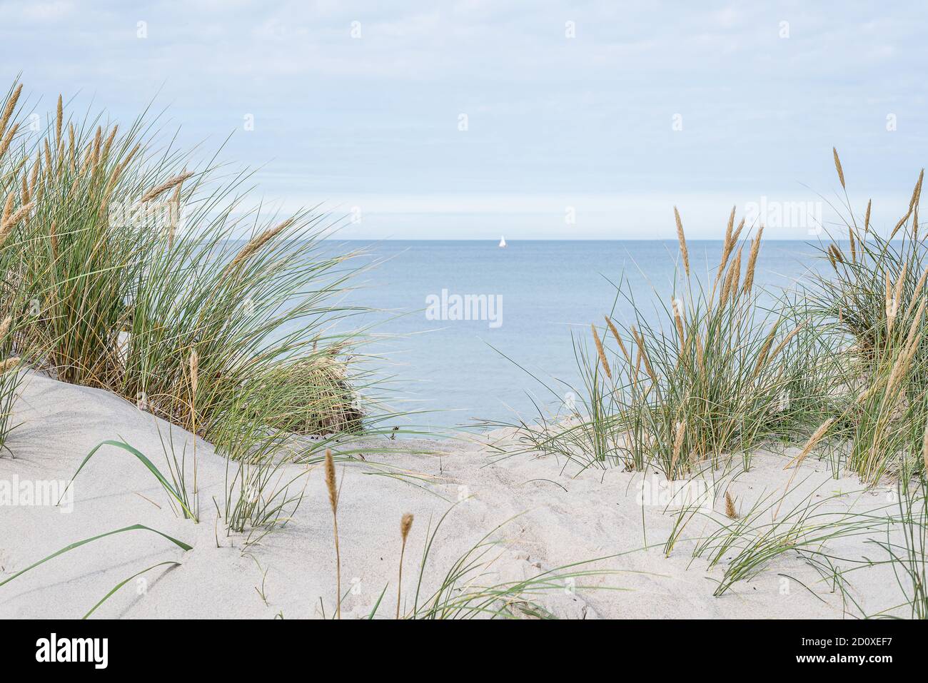 segale da spiaggia che oscilla nel vento tra le dune e una barca a vela all'orizzonte, Tisvildeleje, Danimarca, settembre 29,2020 Foto Stock