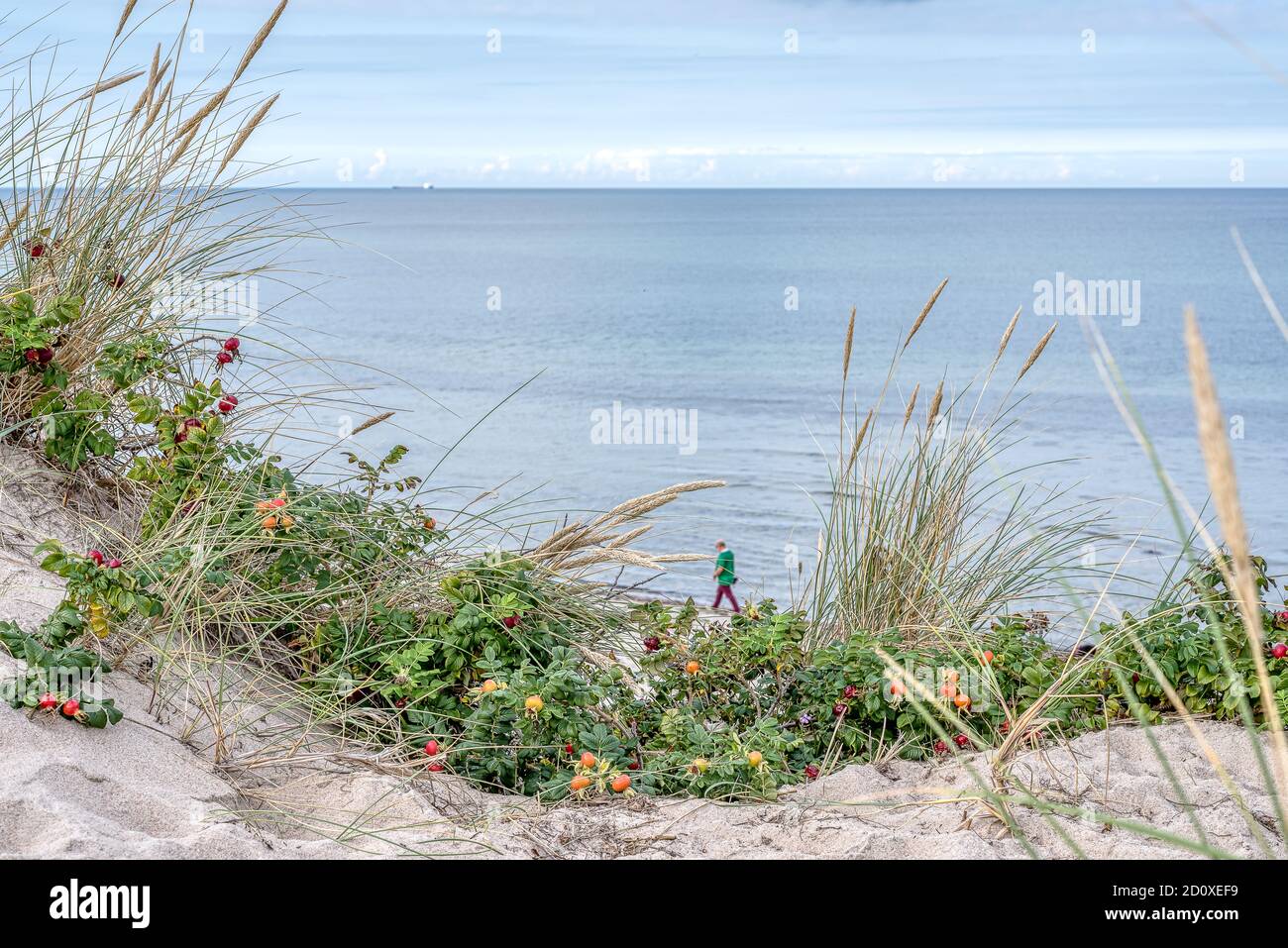 Piante verdi di segale e rosehip nelle dune e un uomo che cammina sulla spiaggia sullo sfondo, Tisvildeleje, Danimarca, settembre 29,2020 Foto Stock