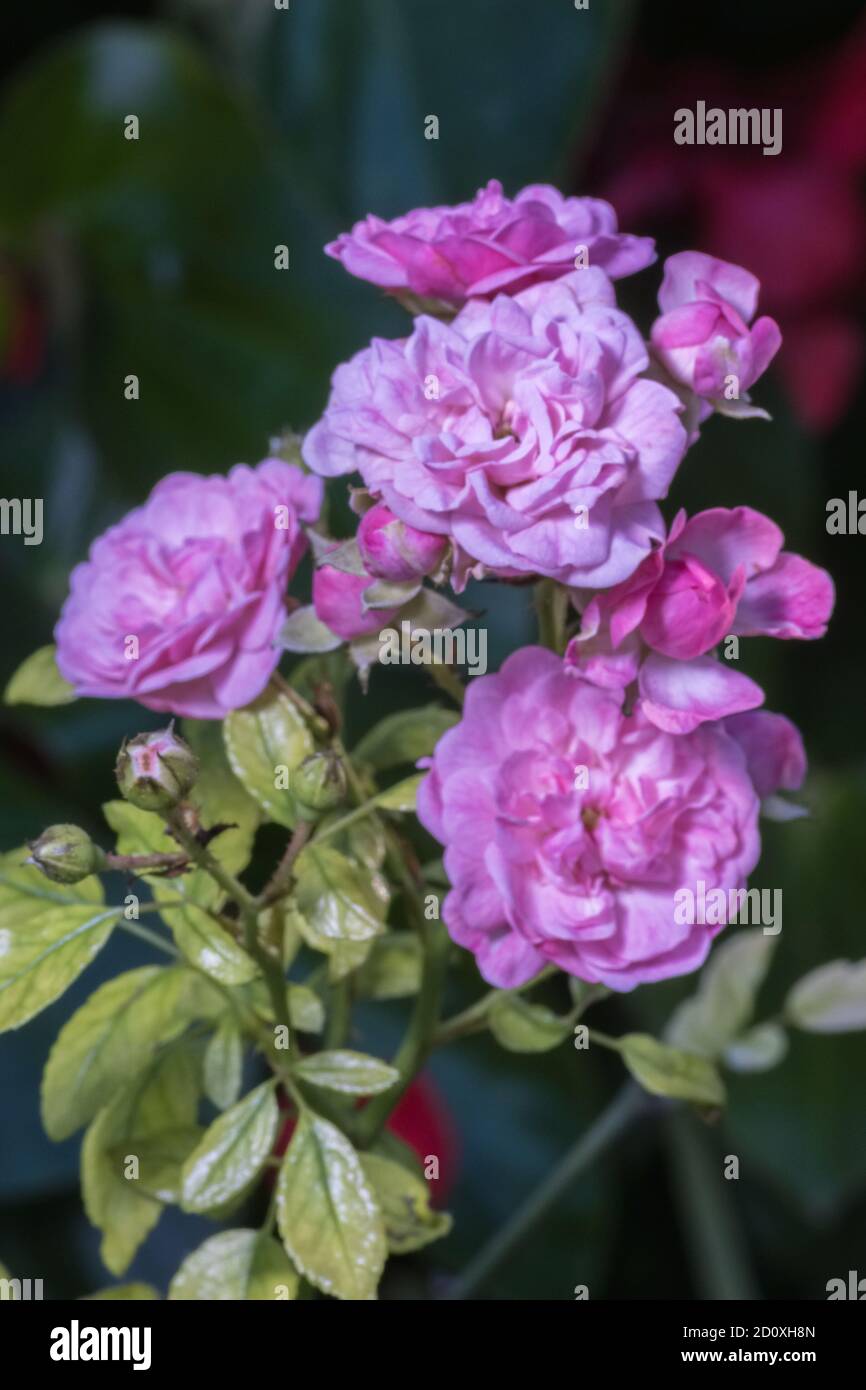 Cluster di rose rosa Foto Stock