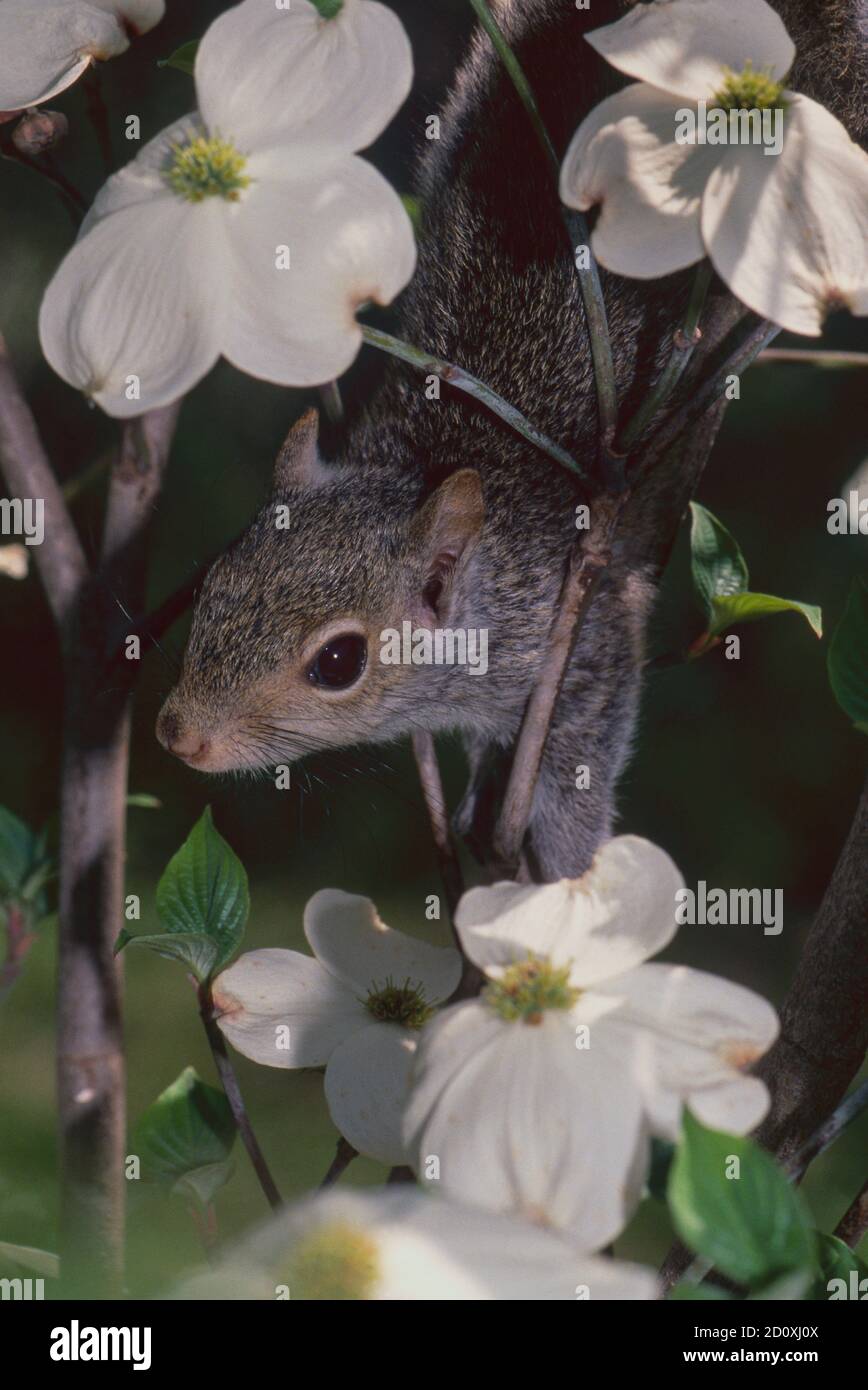 Il giovane scoiattolo si sbircia tra i fiori di dogwood nell'albero in fiore, in primavera, Missouri, USA Foto Stock