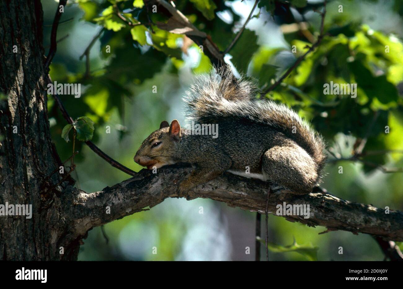 Scoiattolo grigio che dorme pacificamente su un ramo di albero in un pomeriggio estivo tra foglie verdi, Missouri, USA Foto Stock