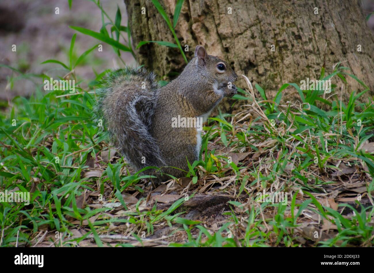 Scoiattolo grigio in posizione verticale sul pavimento della foresta che mangia accanto all'albero, vista laterale, Maine, Stati Uniti Foto Stock