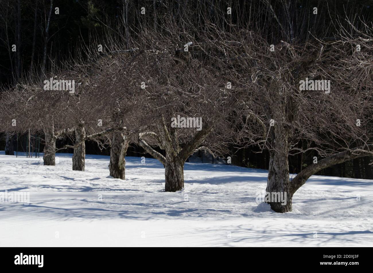 Fila di alberi di mele nel frutteto invernale, North Yarmouth Maine, Stati Uniti Foto Stock