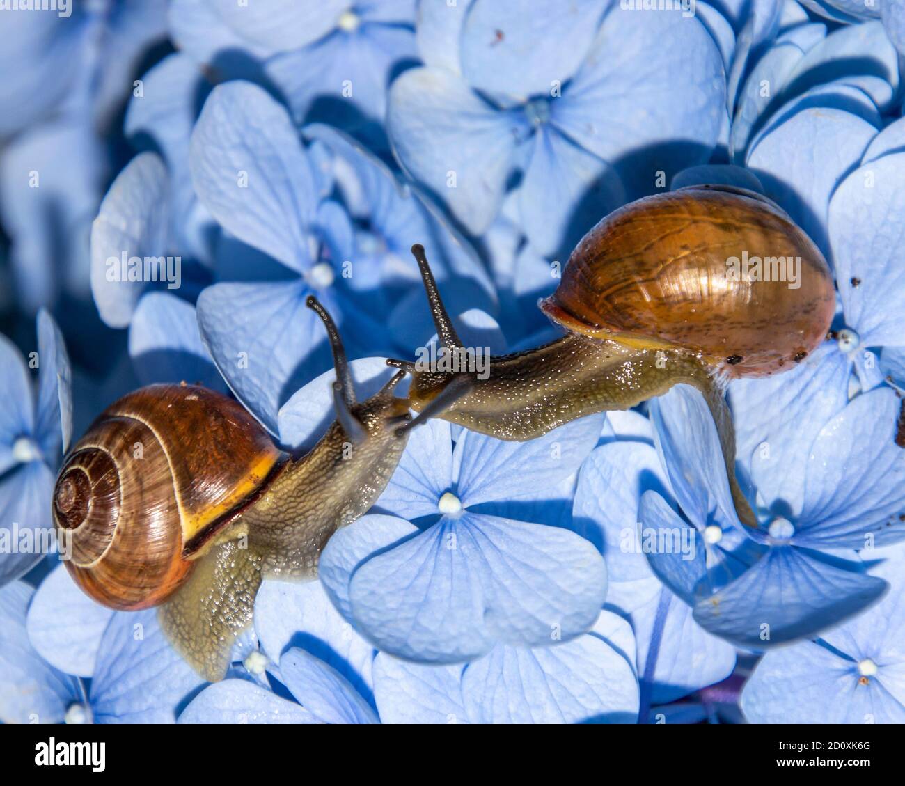 Belle lumache da vicino su un enorme fiore blu. Le due lumache brune interagiscono tra loro. I petali di fiori forniscono contrasto nella parte posteriore Foto Stock