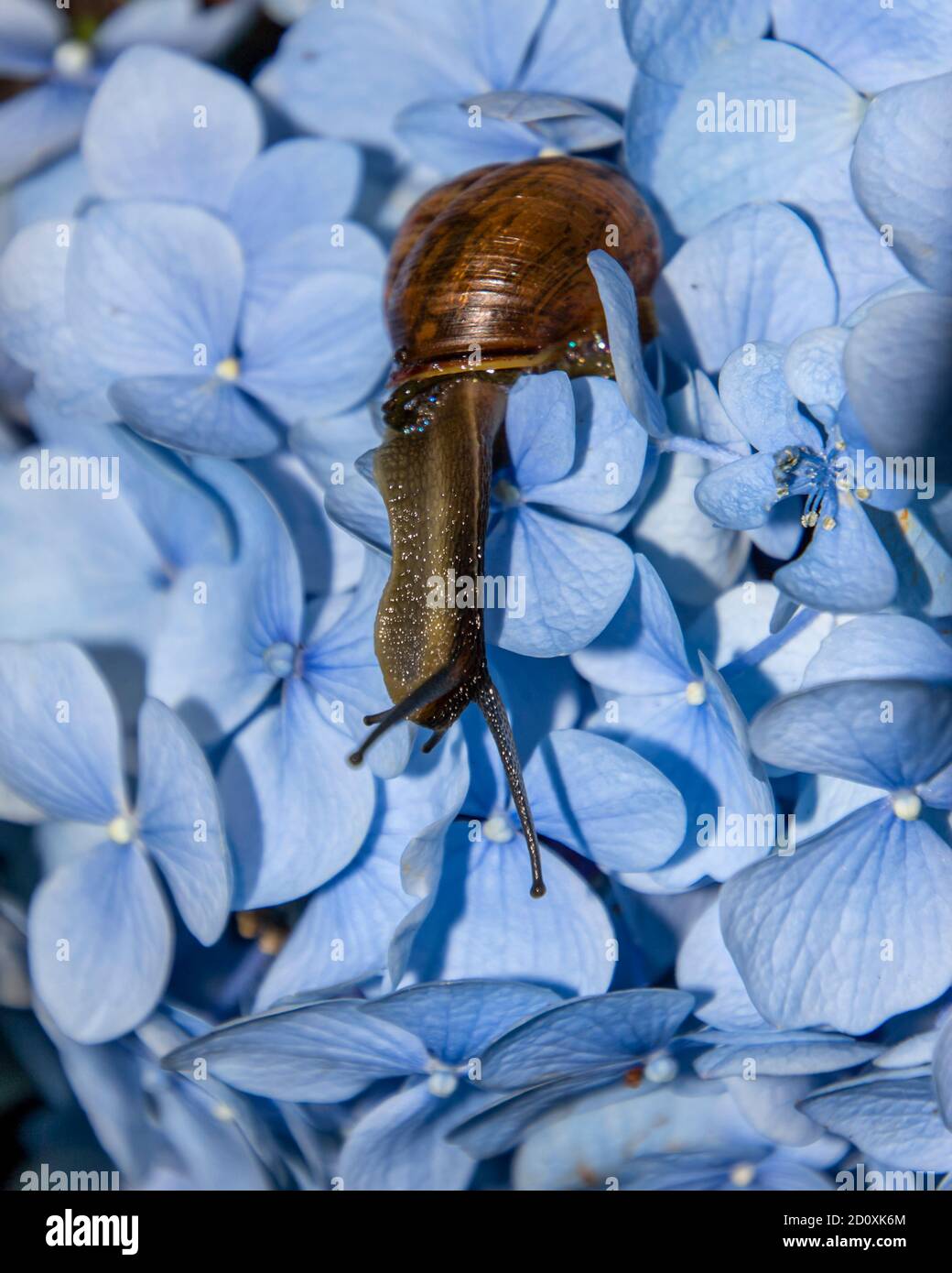 Bellissima lumaca da vicino su un enorme fiore blu. Lumaca marrone fuori del suo guscio. I petali di fiori forniscono un contrasto sullo sfondo Foto Stock