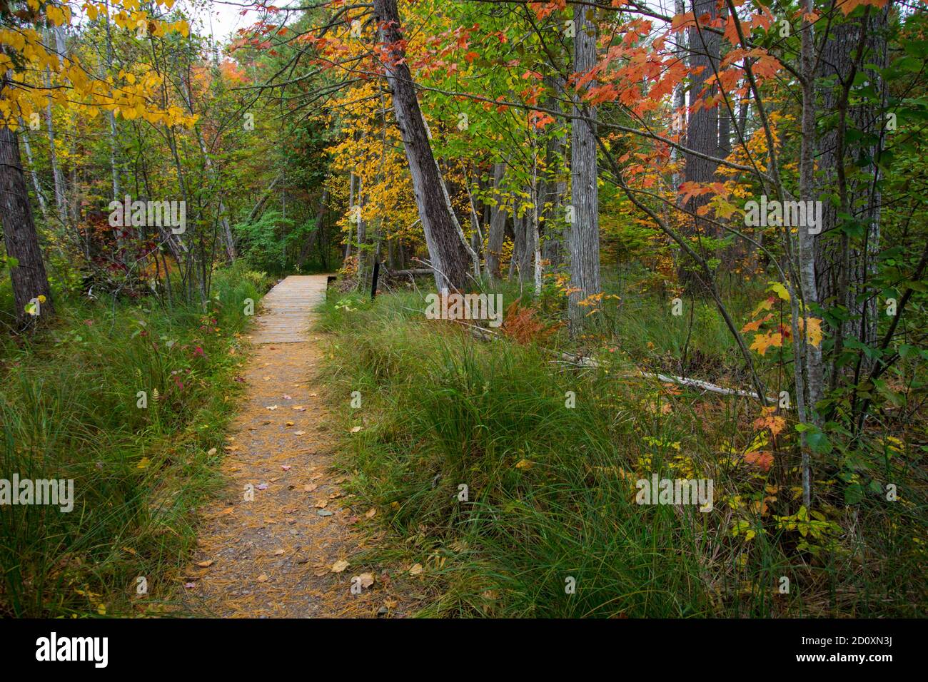 Escursione in autunno nel Michigan. Vivaci colori autunnali lungo un percorso escursionistico attraverso la foresta di latifoglie dell'Hartwick Pines state Park a Greyling, Michigan. Foto Stock