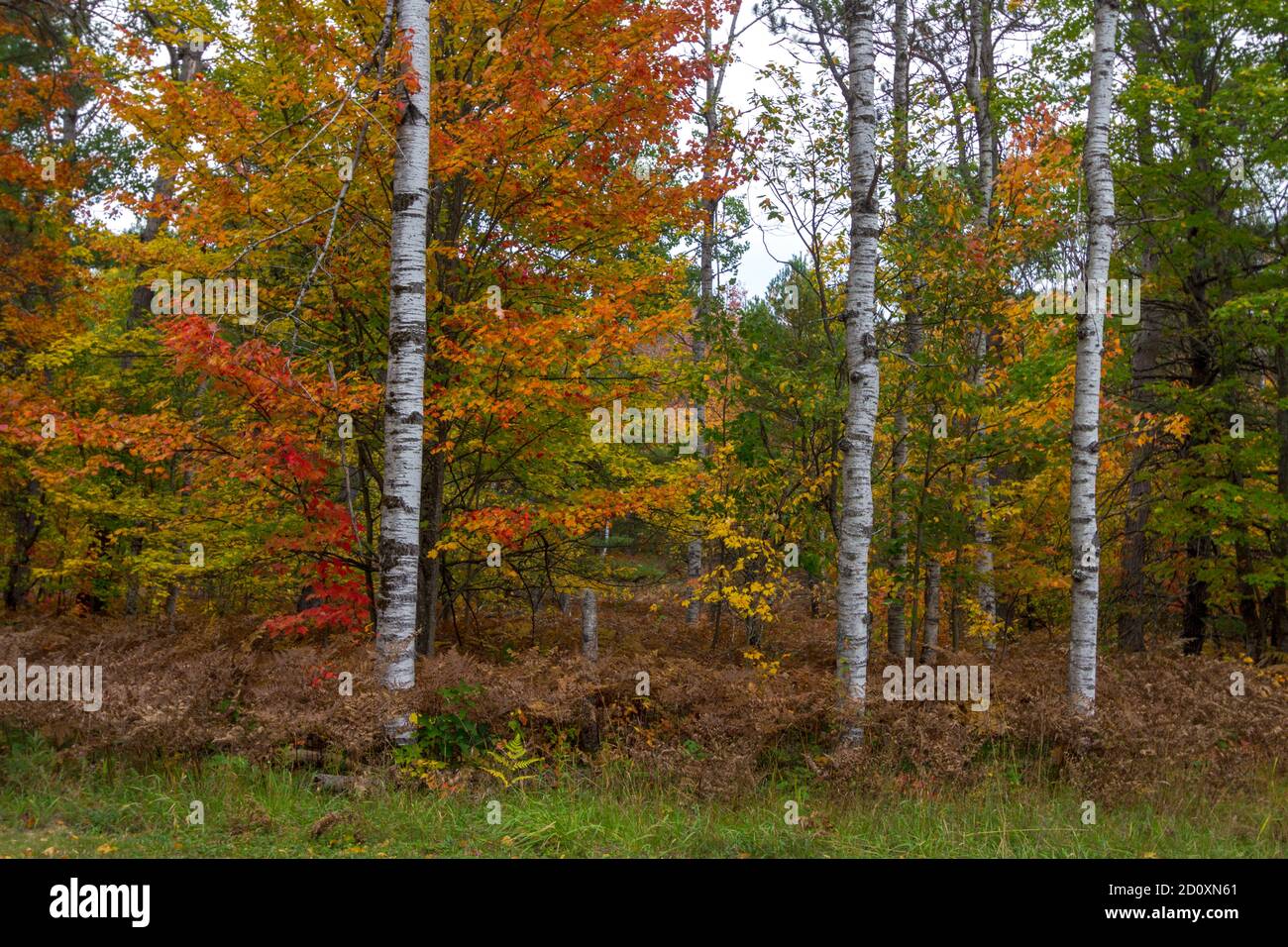 Autunno natura sfondo. Vivaci colori autunnali su aceri di zucchero e alberi di betulla in una foresta di legni duri del nord. Foto Stock