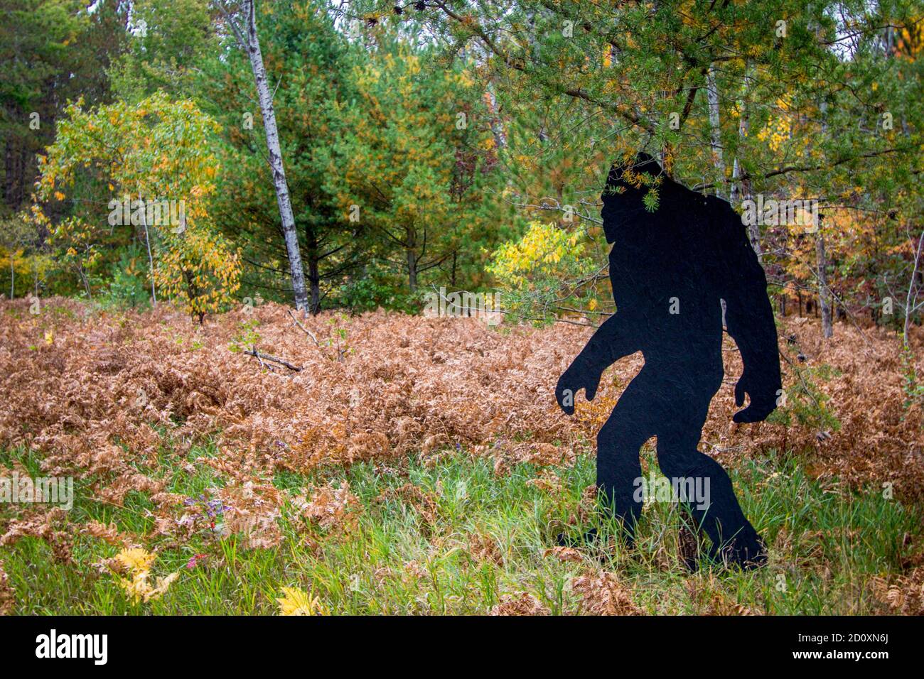 Avvistamento Bigfoot. Silhouette nera di Bigfoot cutout in un parco statale nel nord del Michigan. Foto Stock