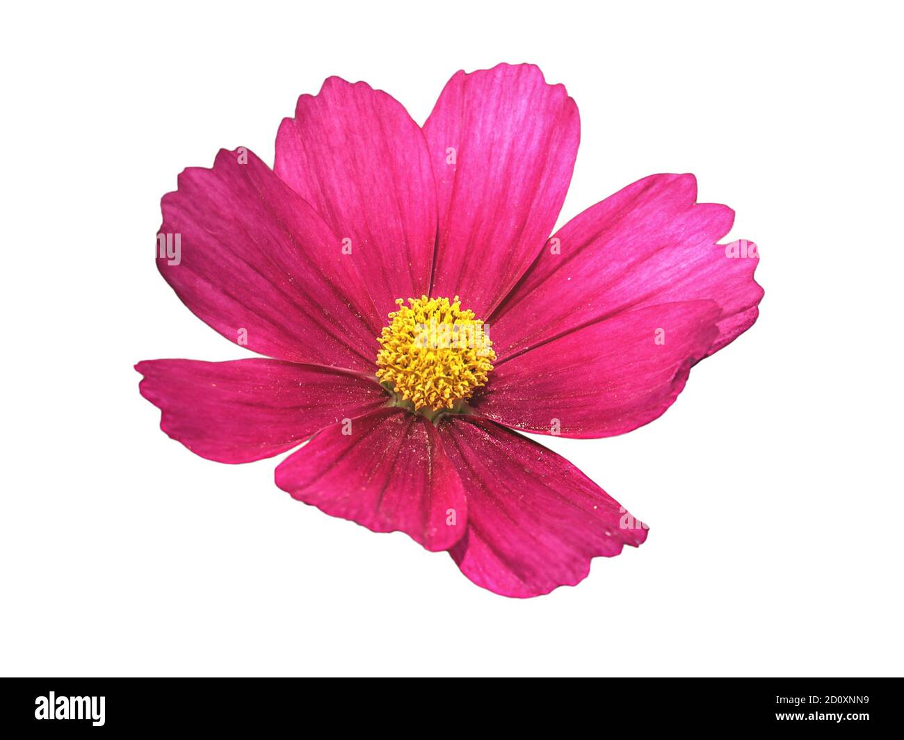 Vivace fiore di cosmo rosa isolato su sfondo bianco Foto Stock