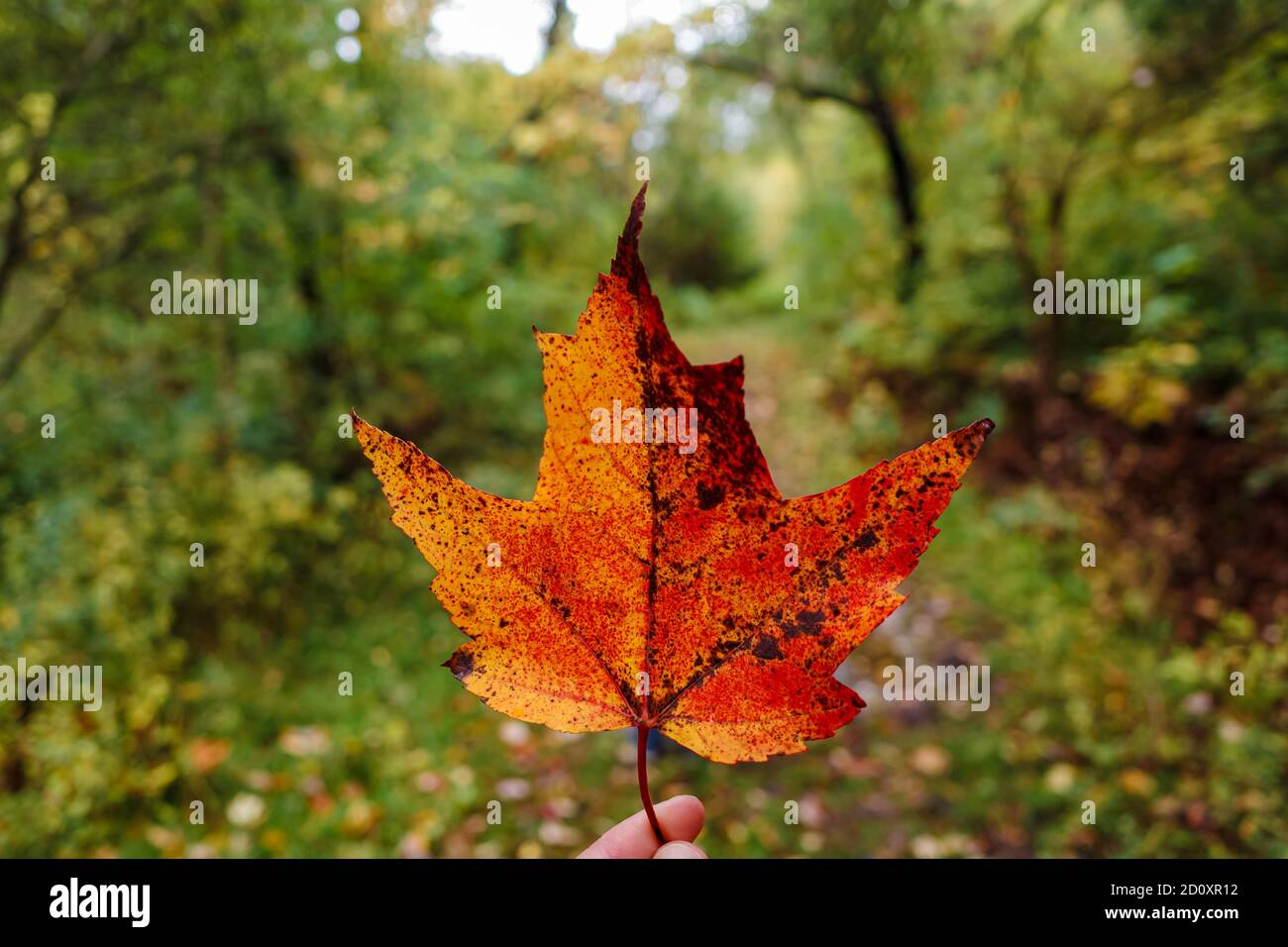 Una foglia d'acero arancione e rosso tenuta a punta di dita davanti a un sentiero naturale nella foresta durante la stagione autunnale. Foto Stock