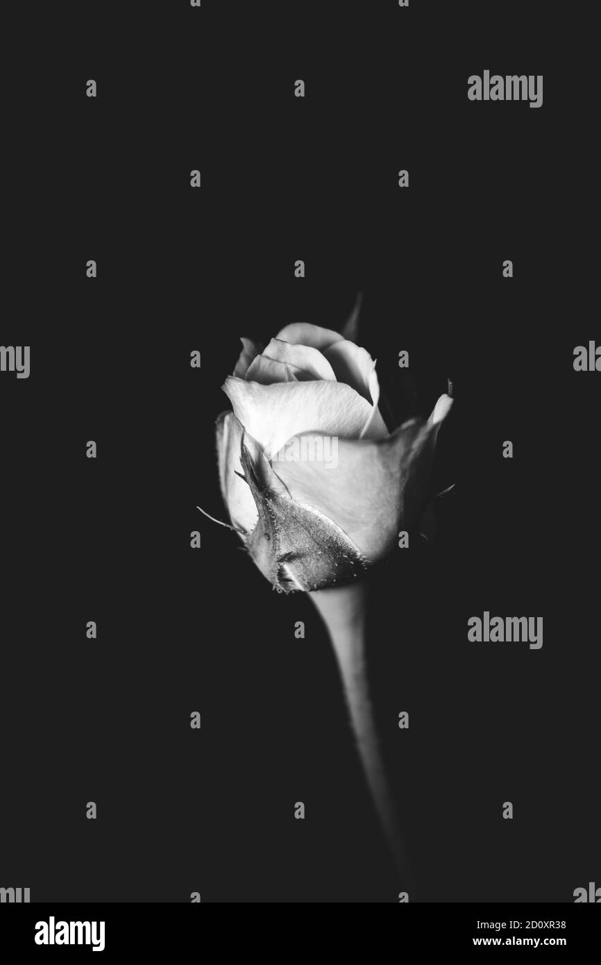 Fiore di rosa in bianco e nero. Un ritratto di una rosa con il suo gambo e foglie prese in bianco e nero con uno sfondo nero. Fotografia low-key. Foto Stock