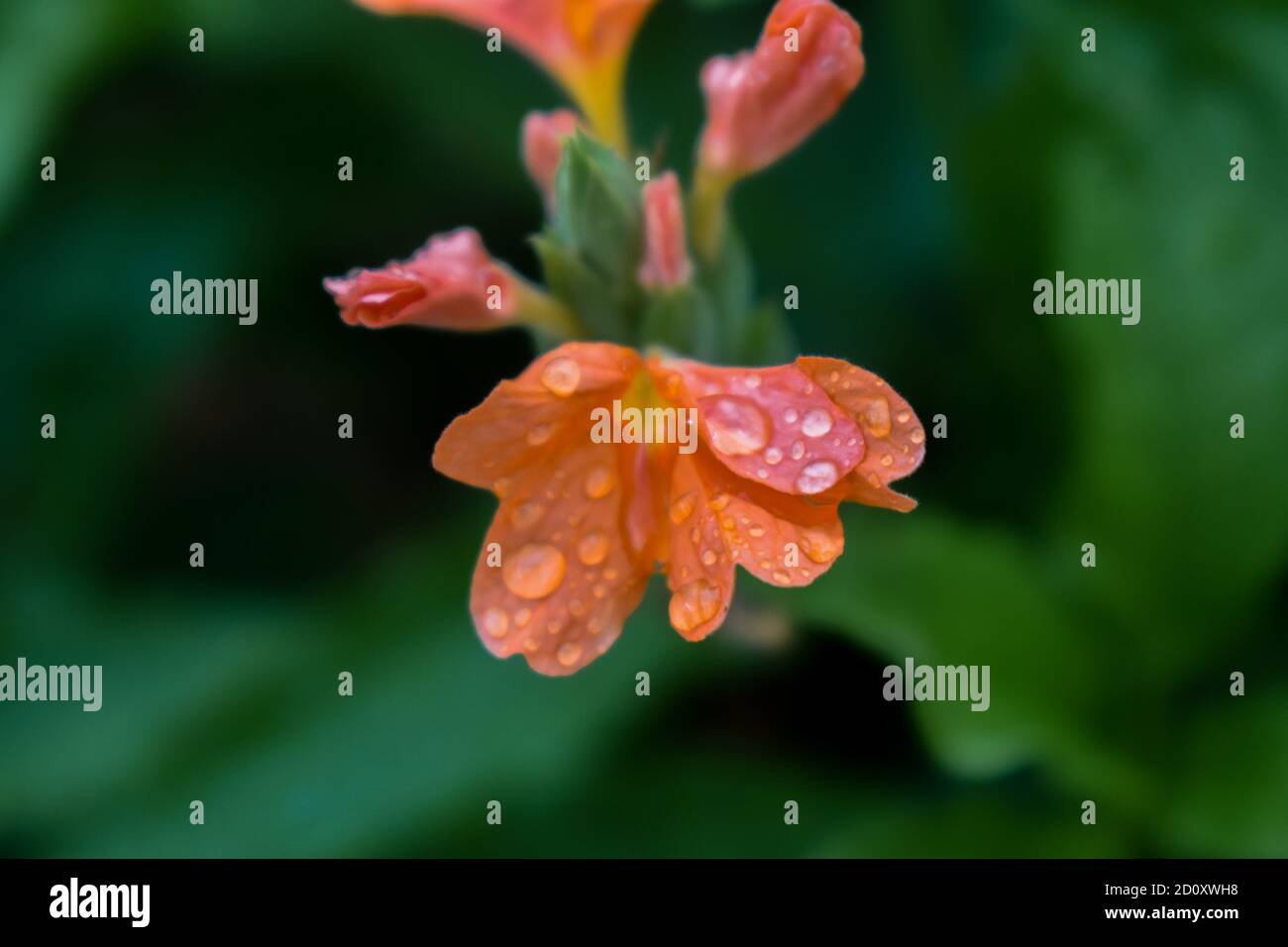 Una vista ravvicinata dei fiori del firecracker colorati dello zafferano con Gocce d'acqua sedendosi su di loro, Cassandra fiori Foto Stock