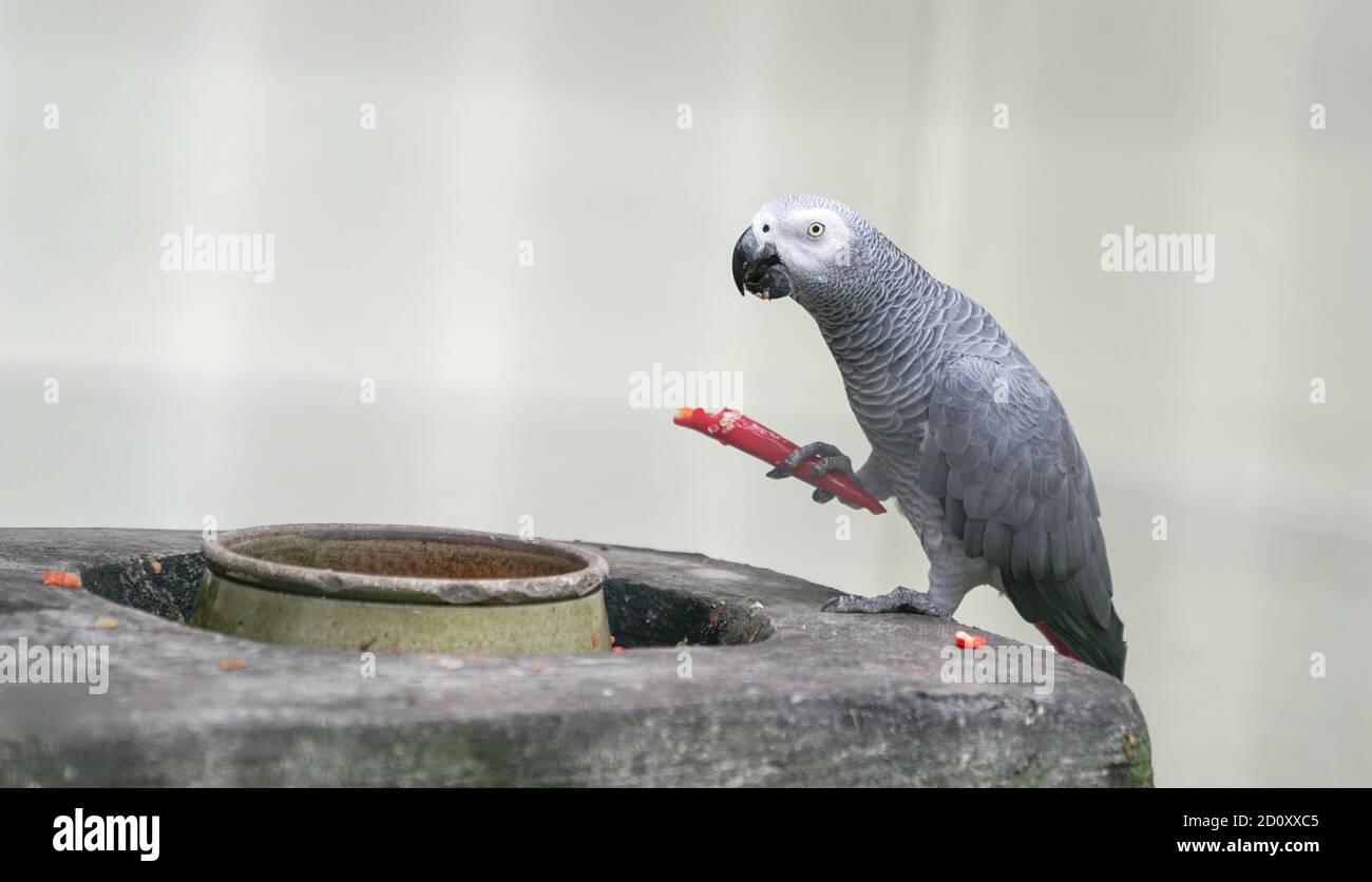 African Grey Parrot mangiare un rosso freddo all'interno di una gabbia Foto Stock