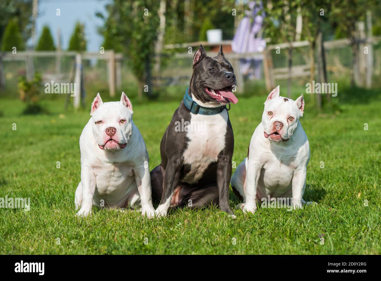Due cuccioli di Bully americani e il cane americano Staffordshire Terrier Foto Stock