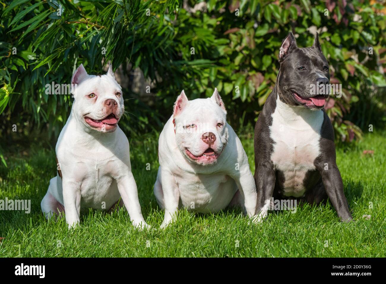 Due cuccioli di Bully americani e il cane americano Staffordshire Terrier Foto Stock