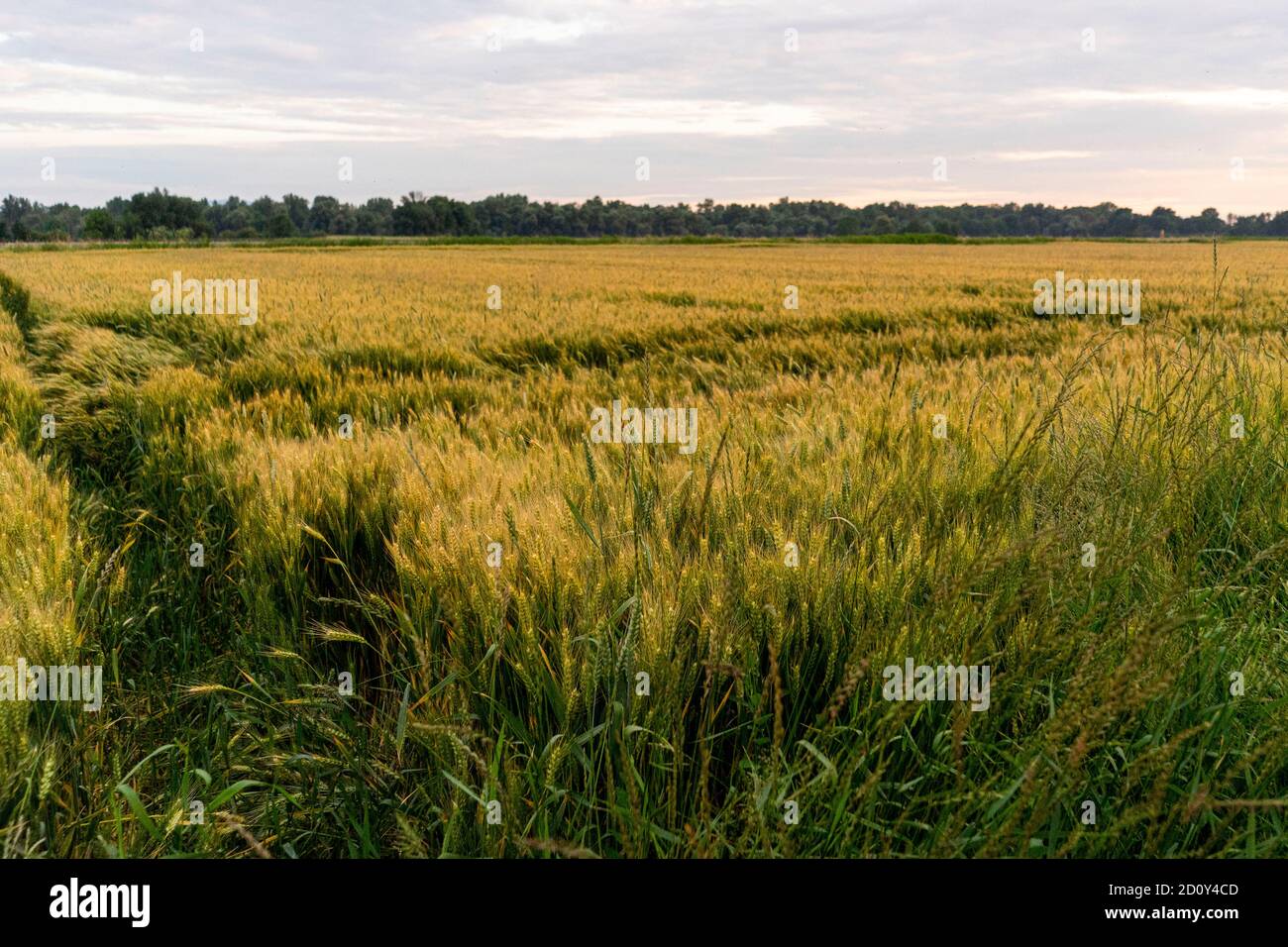 Campo di farro d'oro, erbacce di grano intero Foto Stock