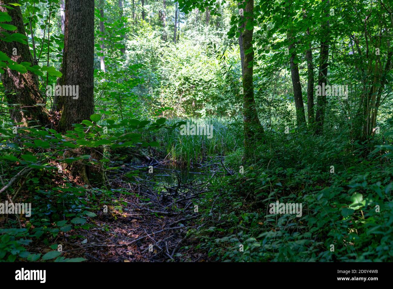 Profondo nella foresta vergine Foto Stock