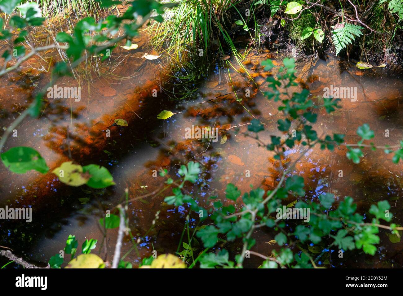 Profondo nella foresta vergine Foto Stock