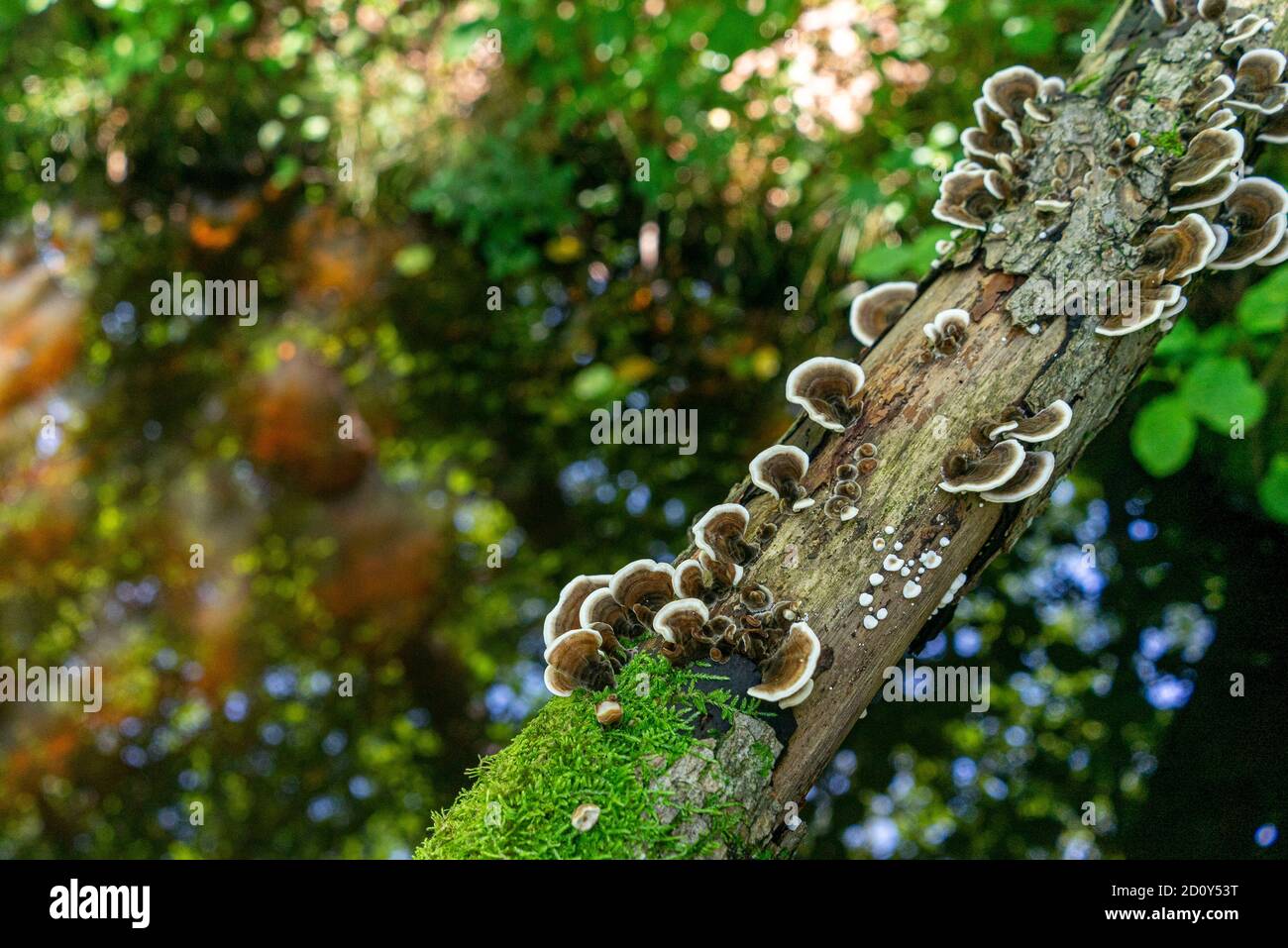 Profondo nella foresta vergine Foto Stock