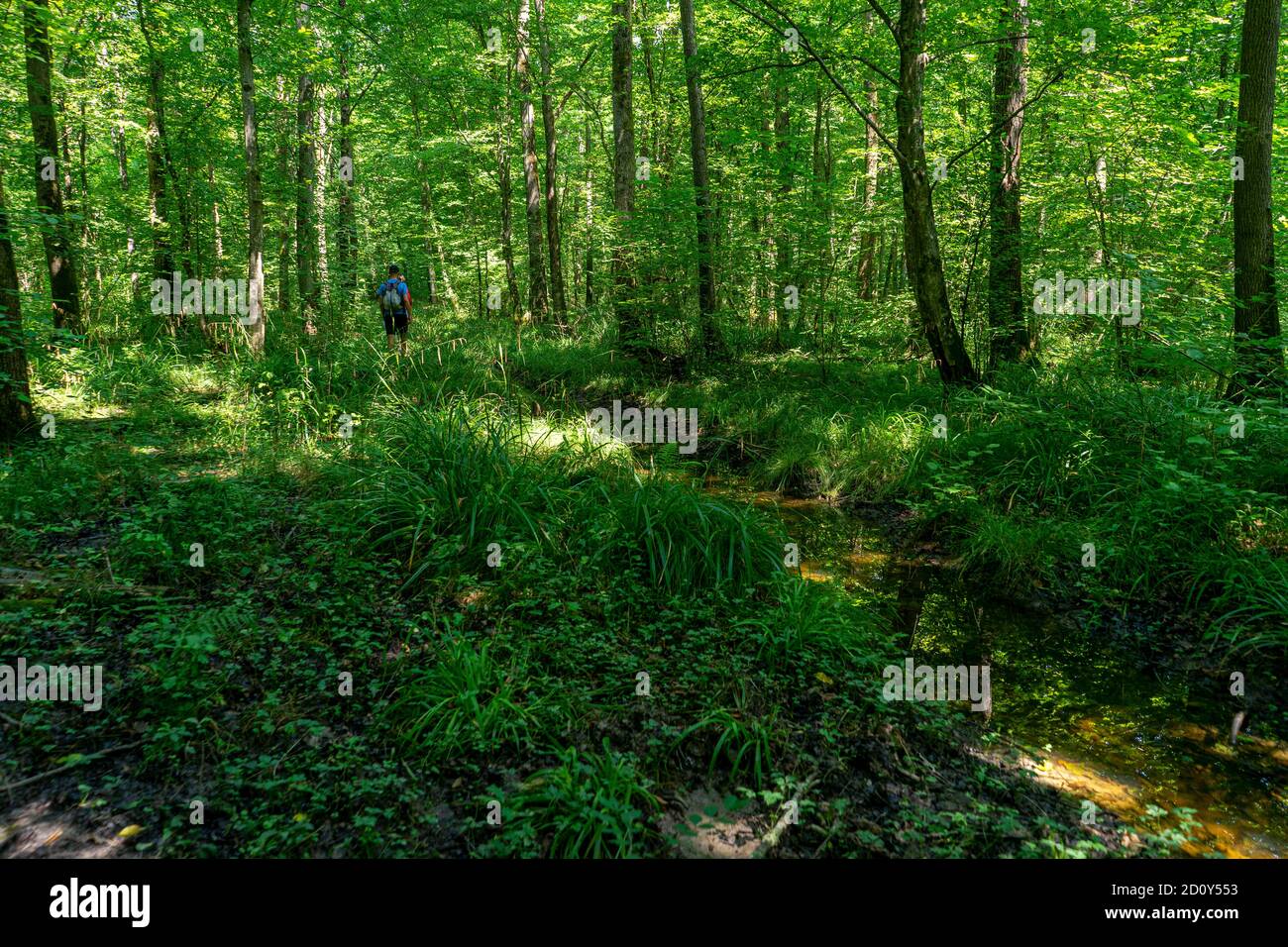 Profondo nella foresta vergine Foto Stock
