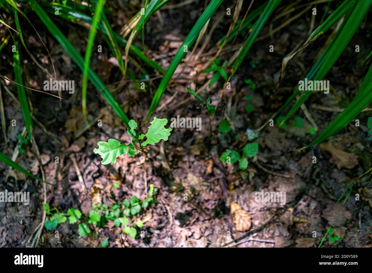Profondo nella foresta vergine Foto Stock