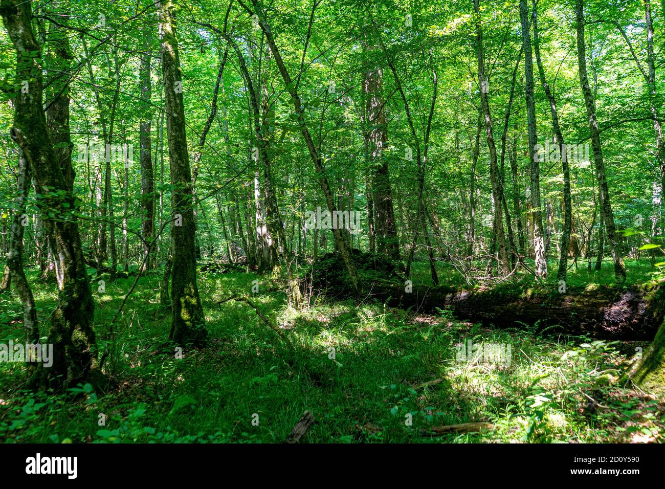 Profondo nella foresta vergine Foto Stock