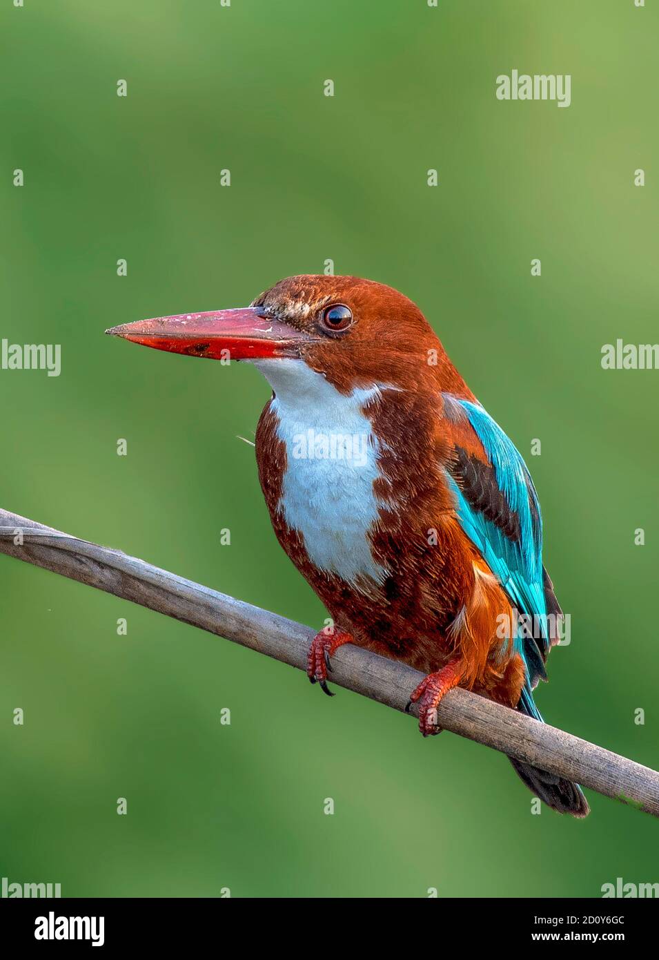 Il Martin pescatore dalla gola bianca, conosciuto anche come il Martin pescatore dalla birra bianca, è un martin pescatore di albero Foto Stock