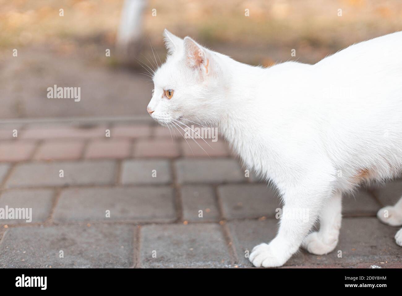 Gatto bianco a piedi sul marciapiede accanto alla strada in città via Foto Stock