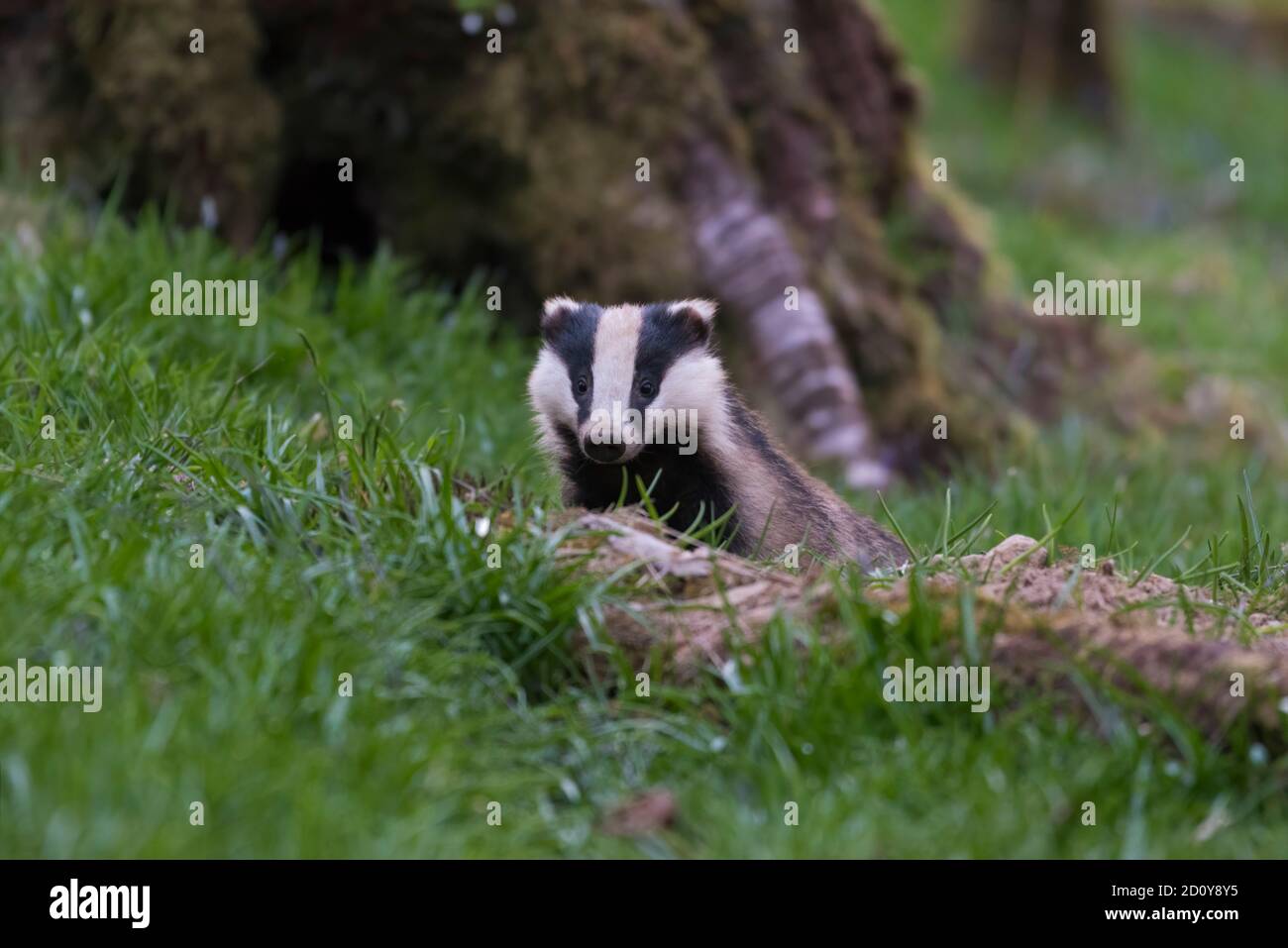Badger, Meles meles, che emerge dal suo sett nel bosco, Dumfries & Galloway, Scozia Foto Stock