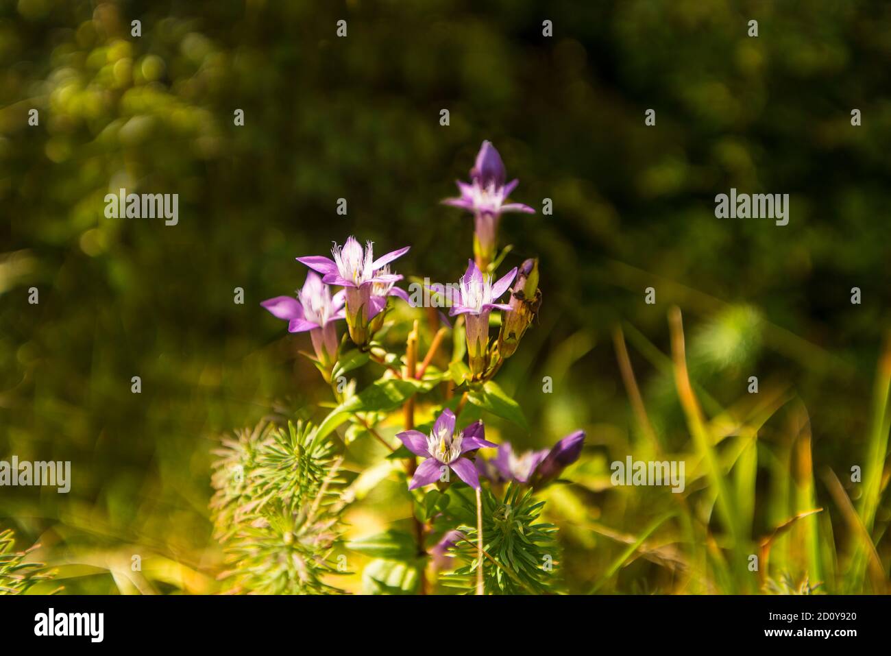 Genziana di Chiltern con fiore in autunno in Schwaebische altopiano tedesco ALB Foto Stock
