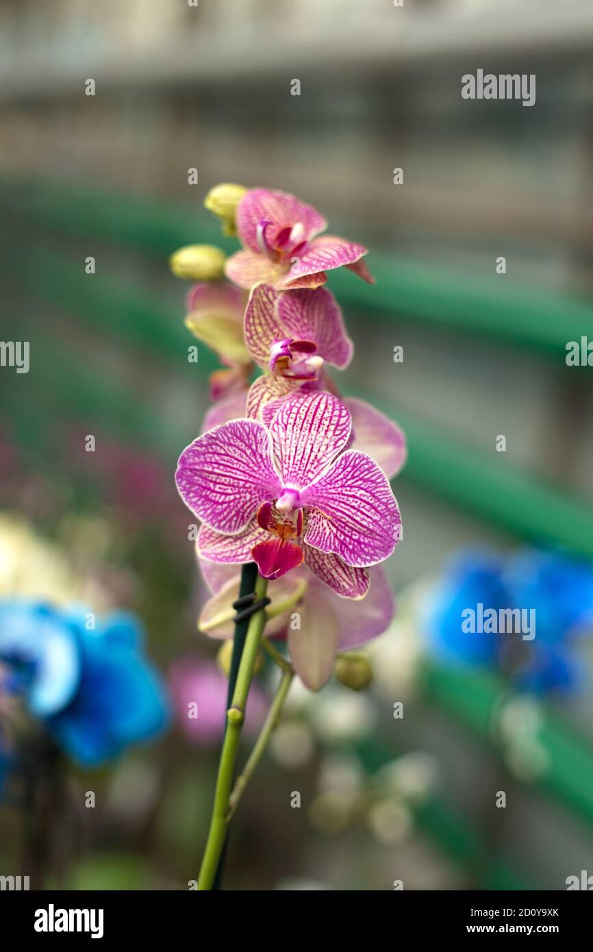 Fiori di orchidee ripetuti, fuoco selettivo. Belle orchidee. Foto Stock