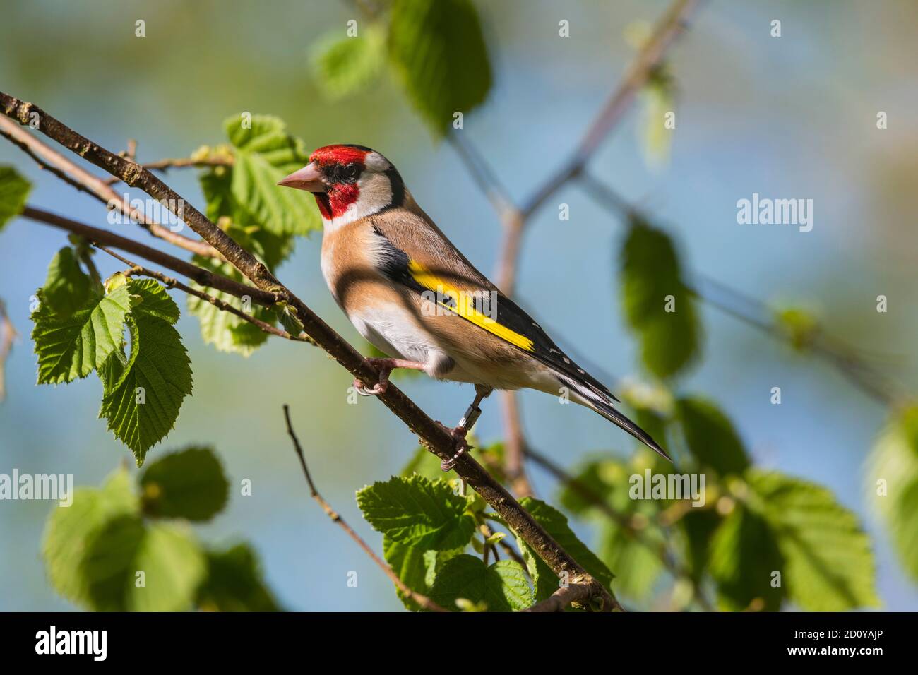 Goldfinch, Carduelis carduelis, in un albero di Hazel, Dumfries & Galloway, Scozia Foto Stock