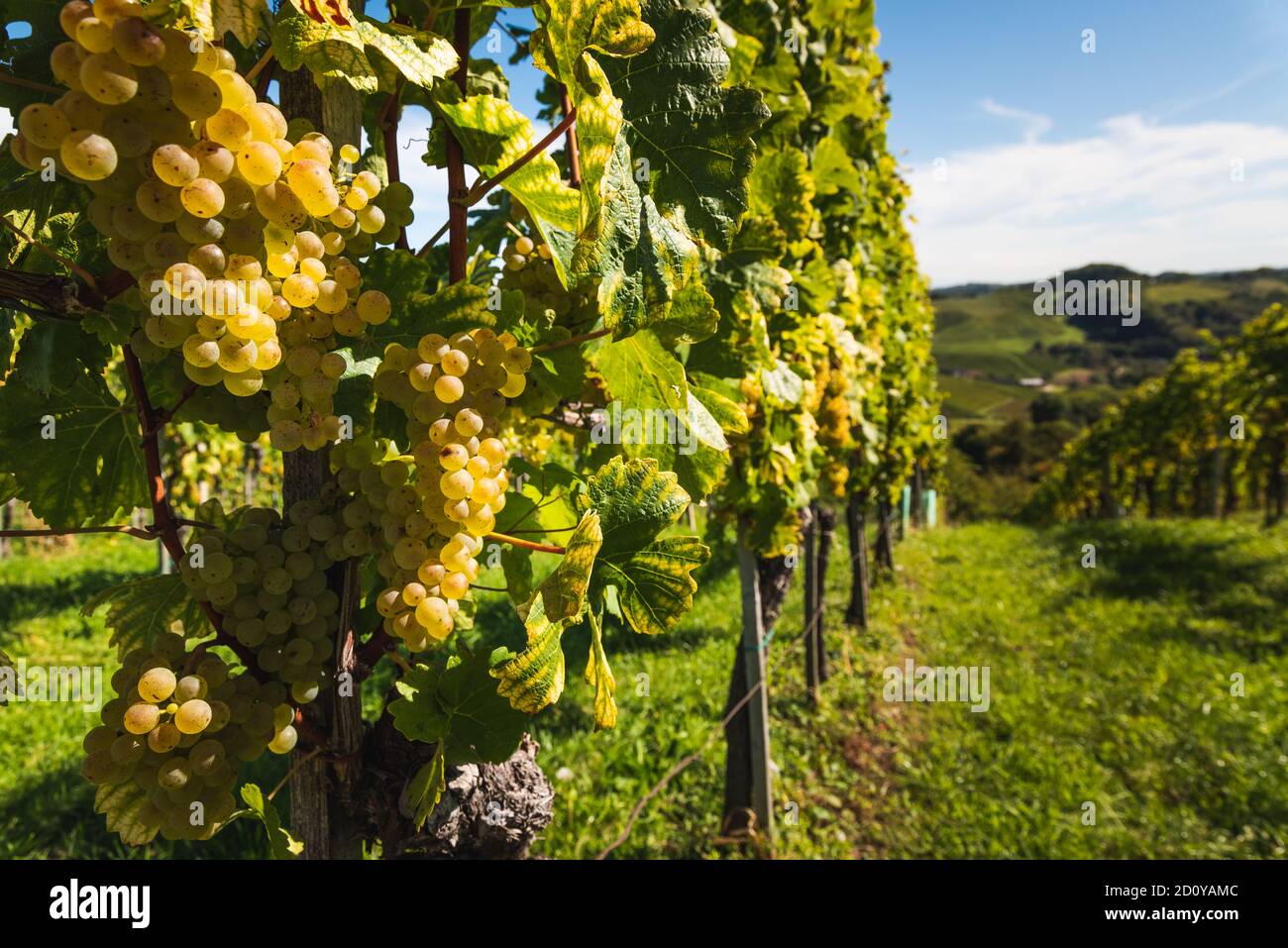 Uve bianche appese a rigoglioso vitigno verde, sullo sfondo di un vigneto. Foto Stock