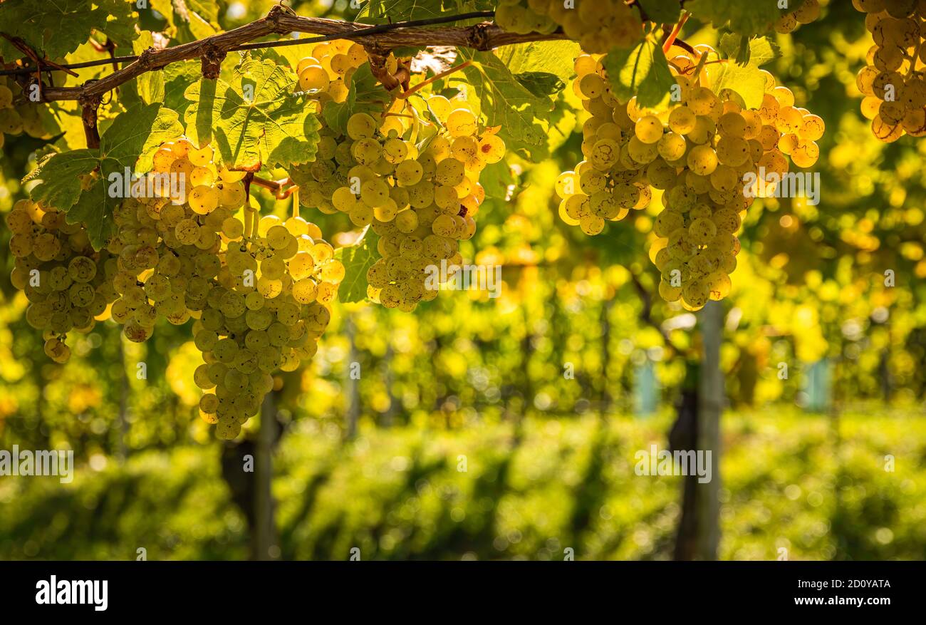 Uve bianche appese a rigoglioso vitigno verde, sullo sfondo di un vigneto. Foto Stock