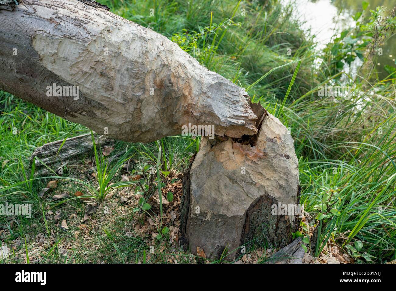 Il gnaw di Beaver segna su un albero tritato al tedesco fiume Dahme nel Brandeburgo Foto Stock