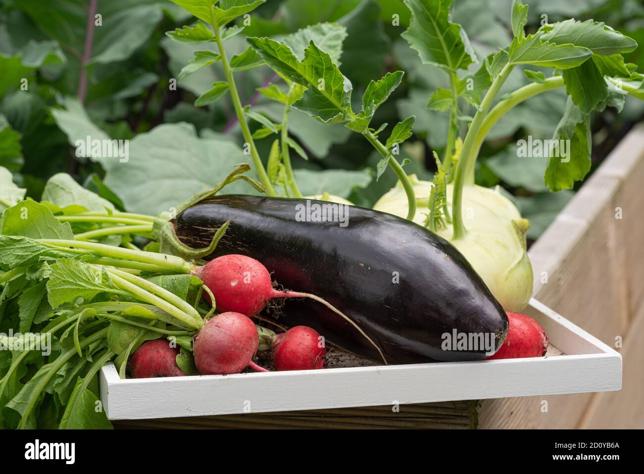 Tempo di raccolta, primo piano immagine di verdure Foto Stock