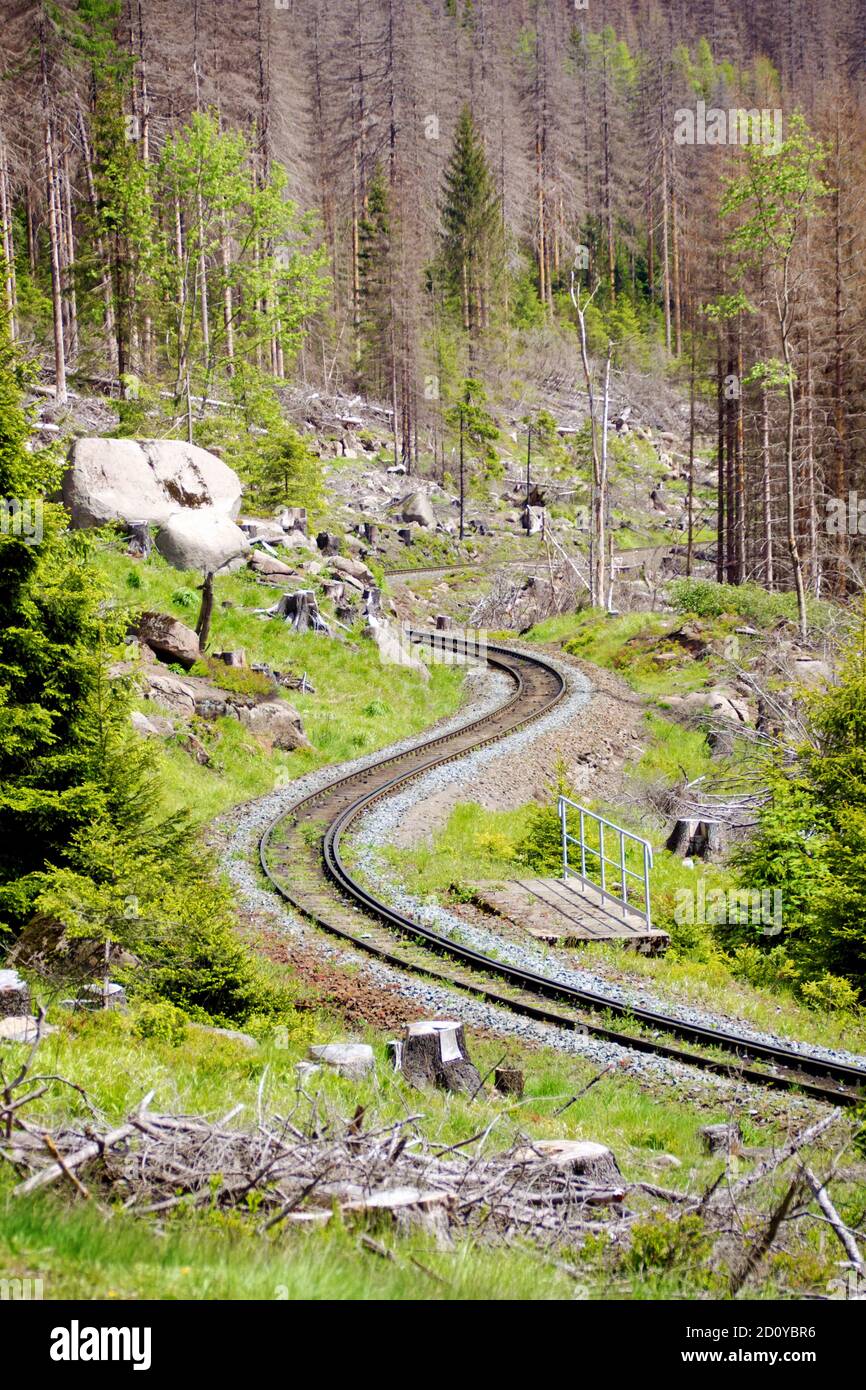 Binari ferroviari sulla strada per il Brocken, foresta che mostra gli effetti di barbabietole corteccia, dieback foresta, Harz, Germania Foto Stock