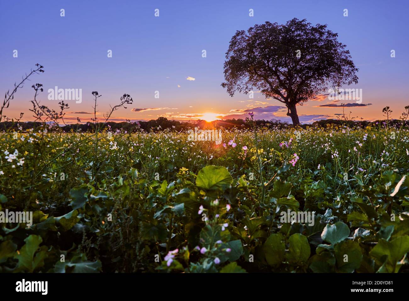 Solitudine albero al tramonto in bellissimo paesaggio con prato fiorito, vista ad angolo basso. Foto Stock