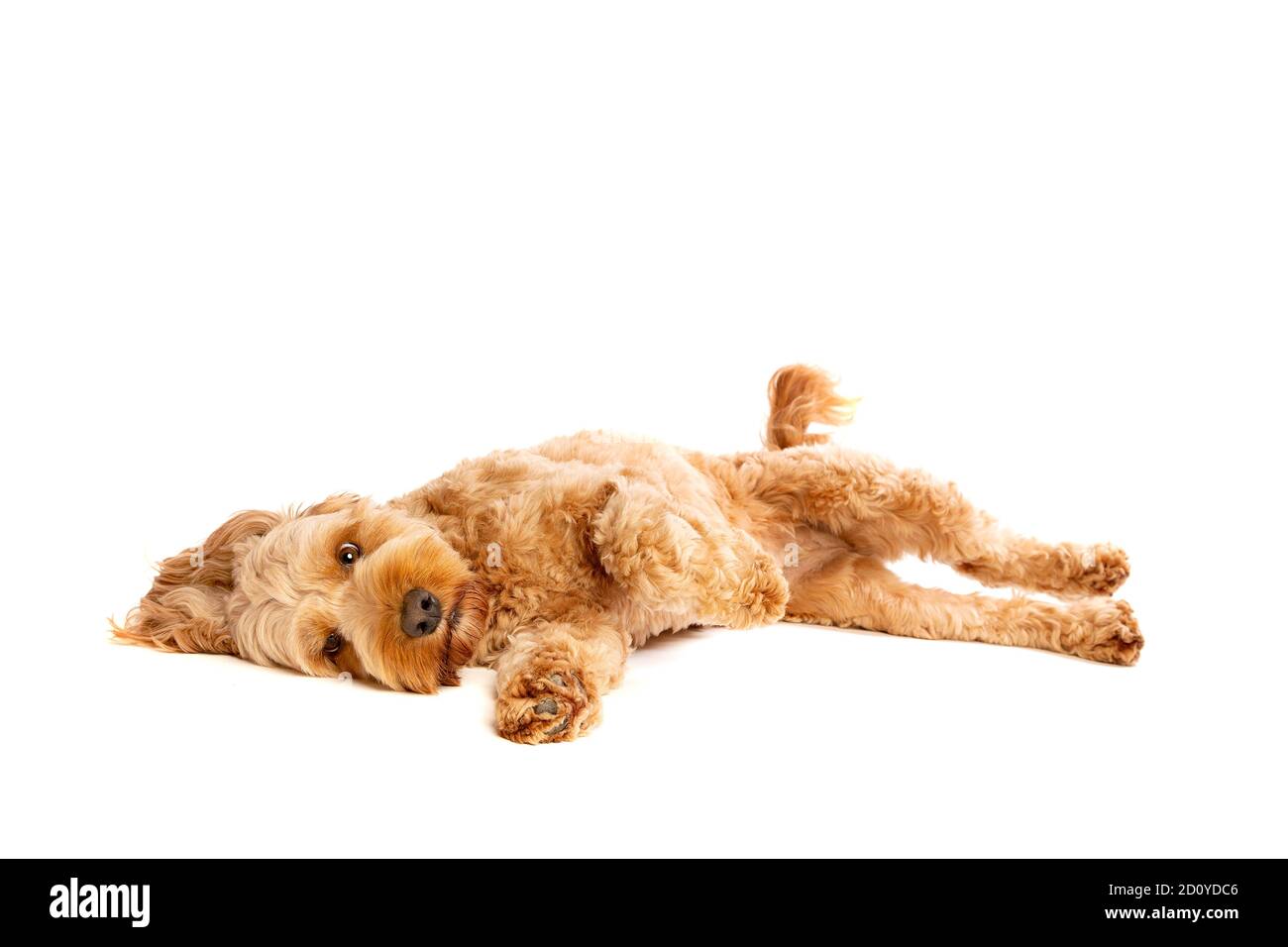 cane da cockapoo marrone di fronte a uno sfondo bianco Foto Stock