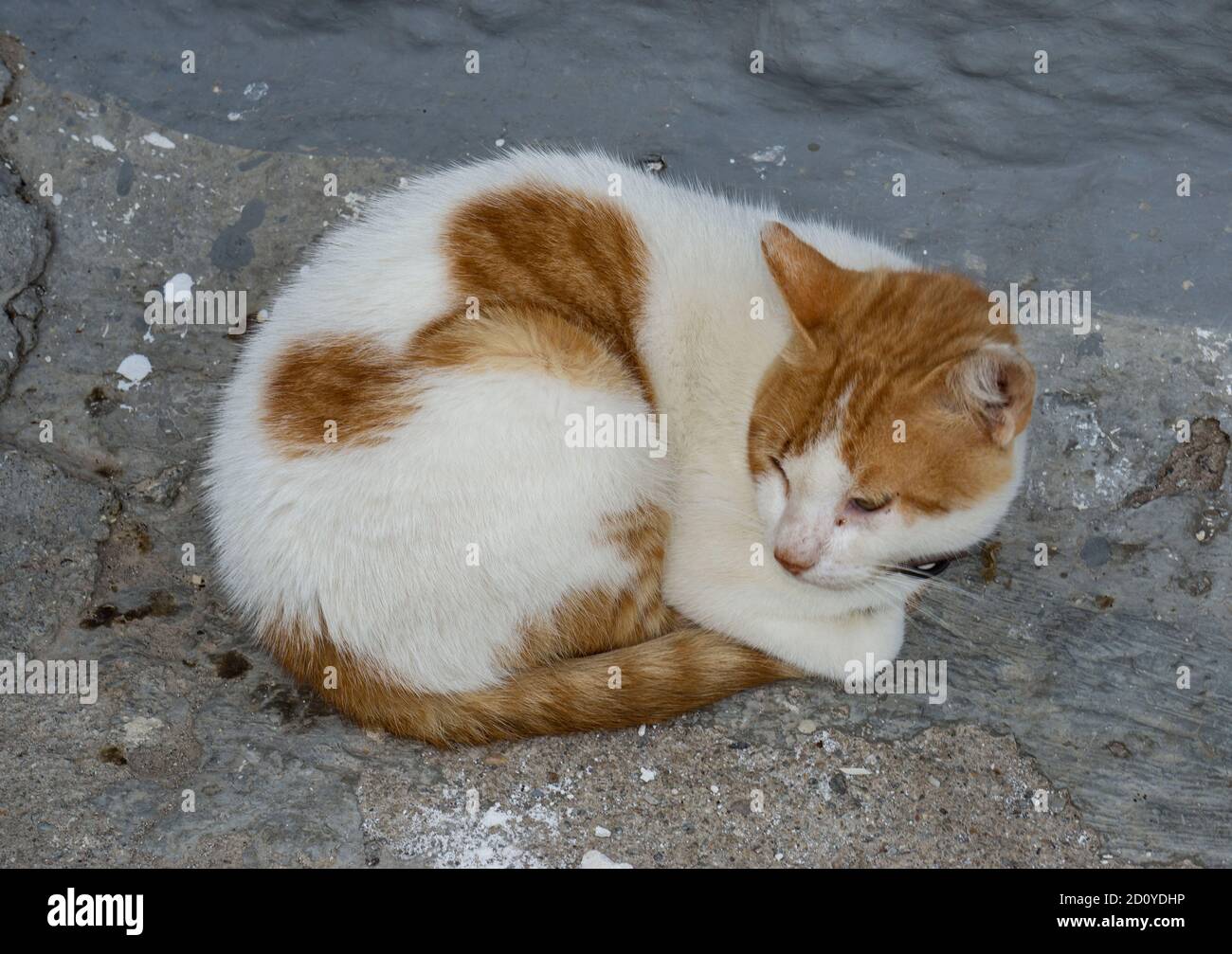 gatto bianco e arancione poco Foto stock - Alamy