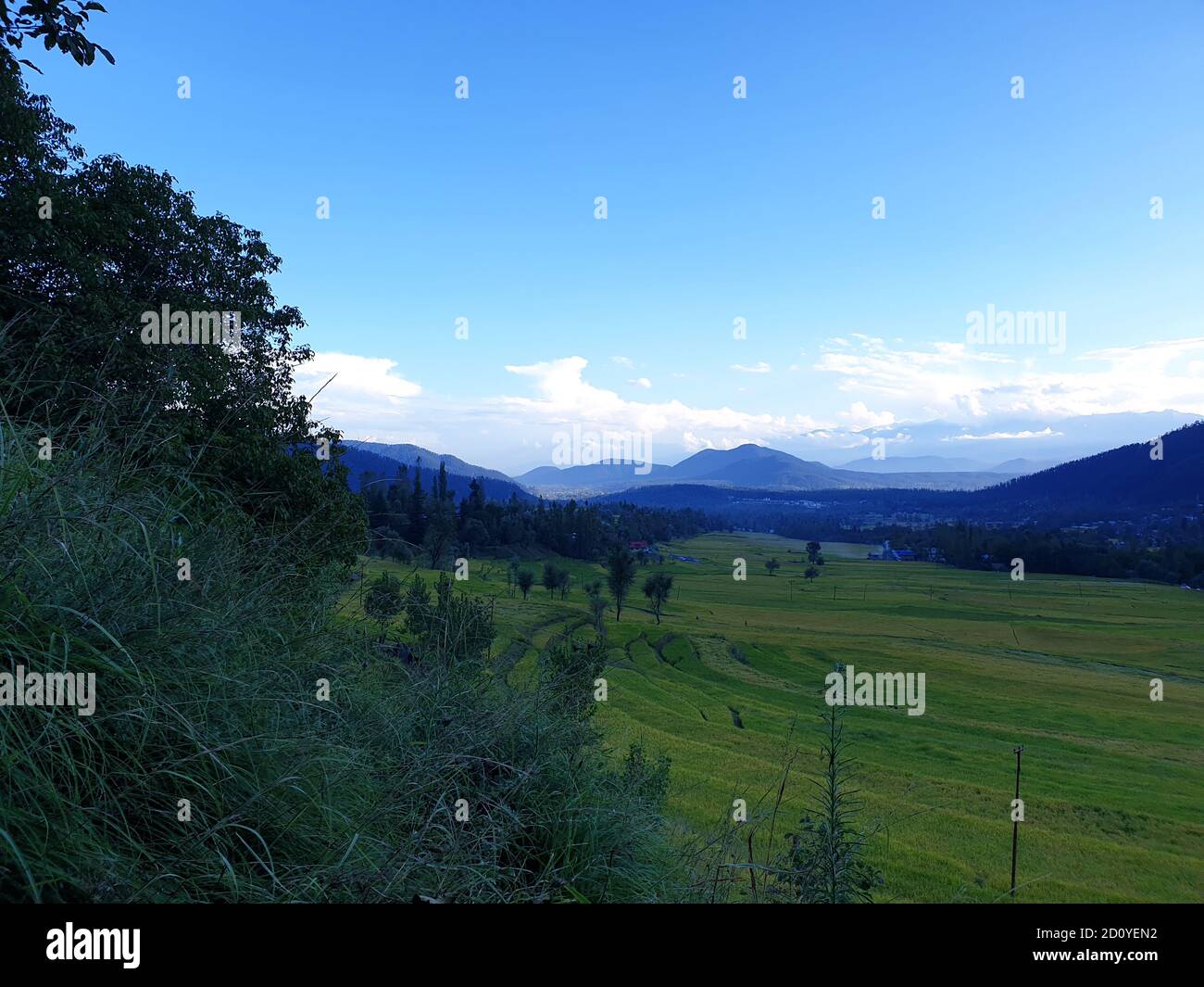 Campi di risaie giallo dorato e verde. Paesaggio natura enorme belle colline e lunghi alberi verdi intorno. Colture di colore verde e giallo dorato in India Foto Stock Campi di risaie giallo dorato e verde. Paesaggio natura enorme belle colline e lunghi alberi verdi intorno. Colture di colore verde e giallo dorato in India Foto Stock