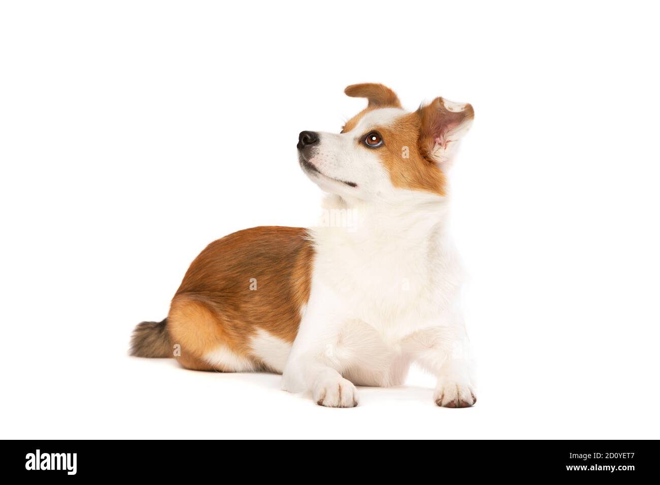 cane misto di razza di un pomeriano e corgi di fronte di uno sfondo bianco Foto Stock