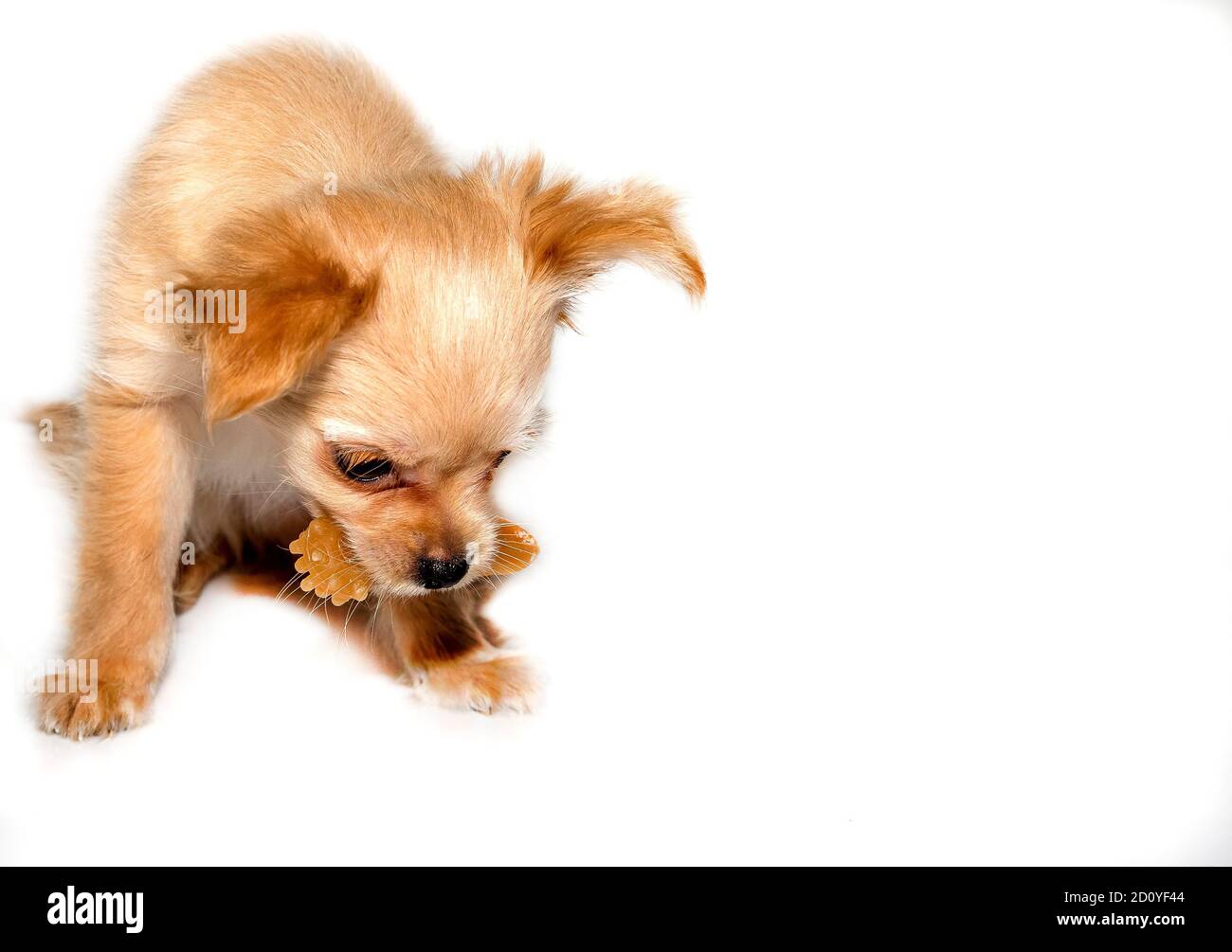 Cucciolo con un cane dentale giocattoli. Foto Stock