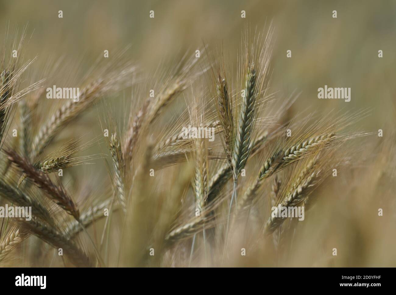 Campo d'oro di grano, segale, Agricoltura in estate, punte di segale pronte per la raccolta. Foto Stock