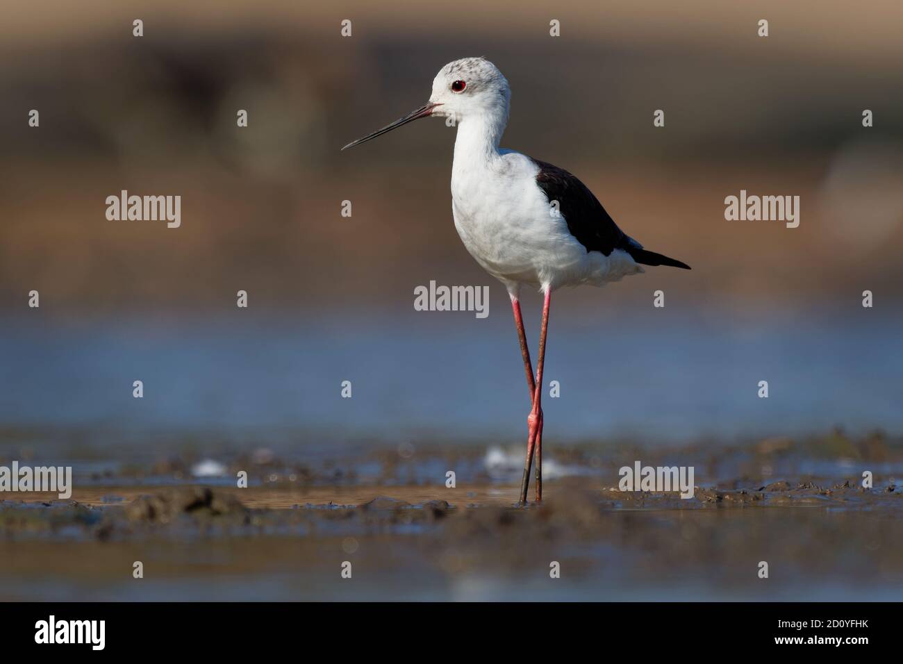 Swilt alato nero - Himantopus himantopus camminare in acqua e alimentare, ampiamente distribuito molto lungo-zampe nero e bianco Wader colorato nel Foto Stock