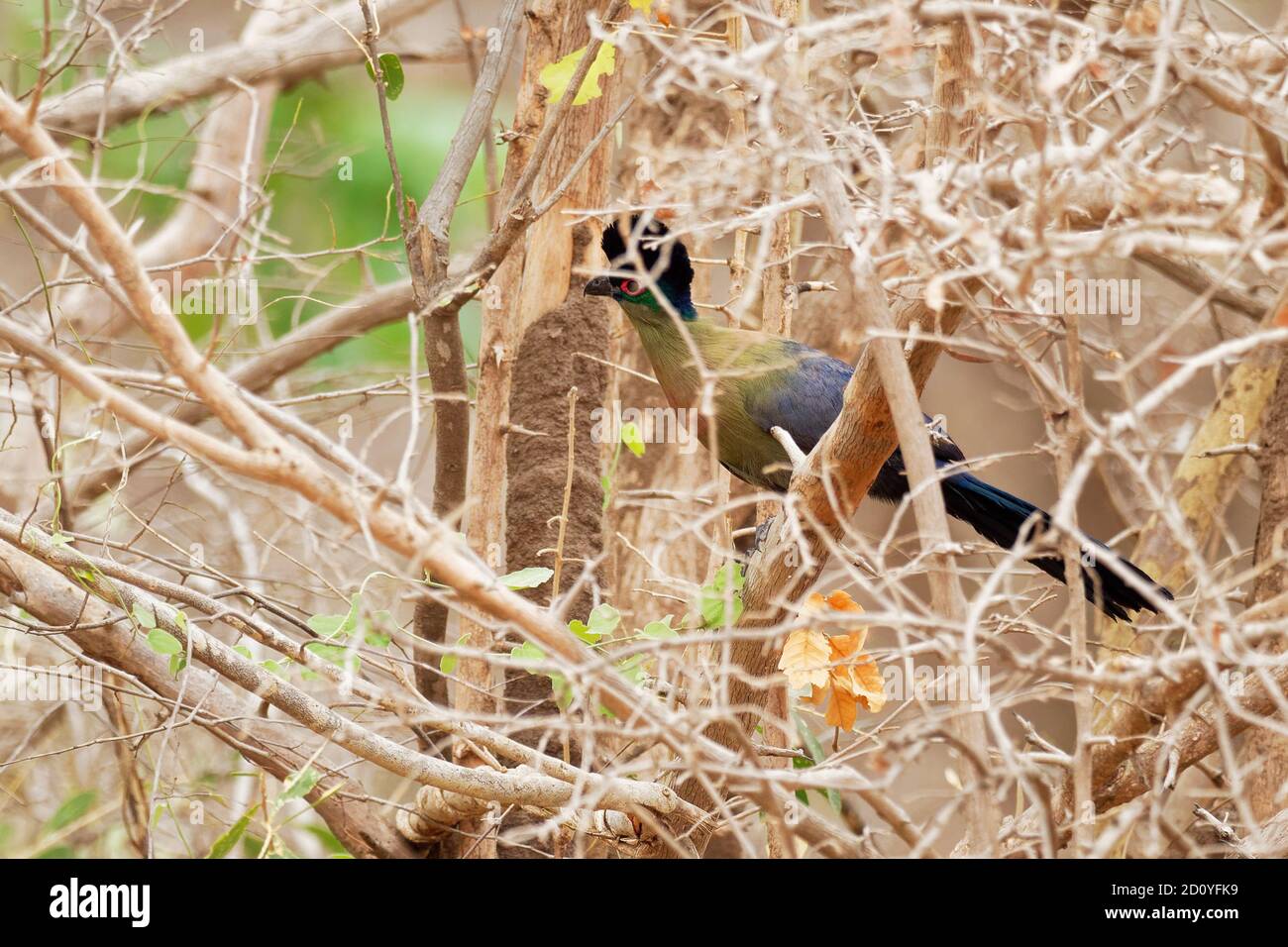 Turaco crestato di porpora - Gallirex porphyreolophus porphyreolopha specie di uccello della famiglia Musophagidae, uccello nazionale del Regno dello Swaziland, cri Foto Stock