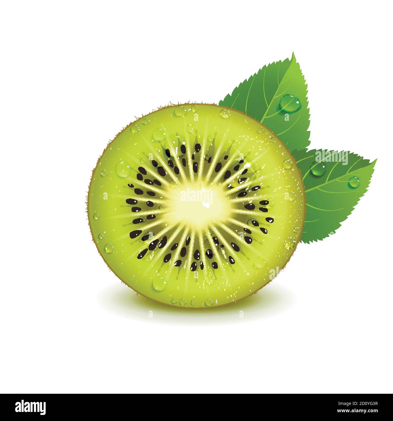 succosa kiwi con foglie verdi su sfondo bianco Illustrazione Vettoriale