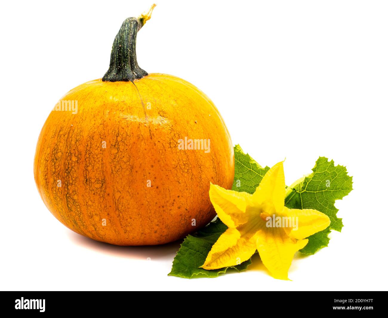 Zucca con foglia e fiore isolato su sfondo bianco Foto Stock