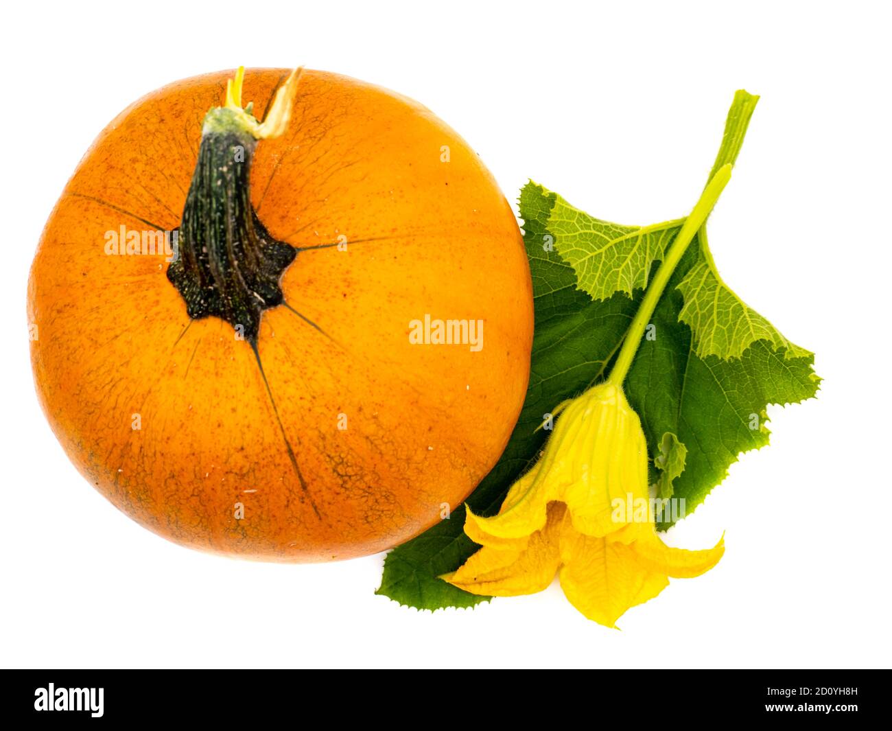 Vista ad alto angolo della zucca con foglie e fiori isolati su sfondo bianco Foto Stock